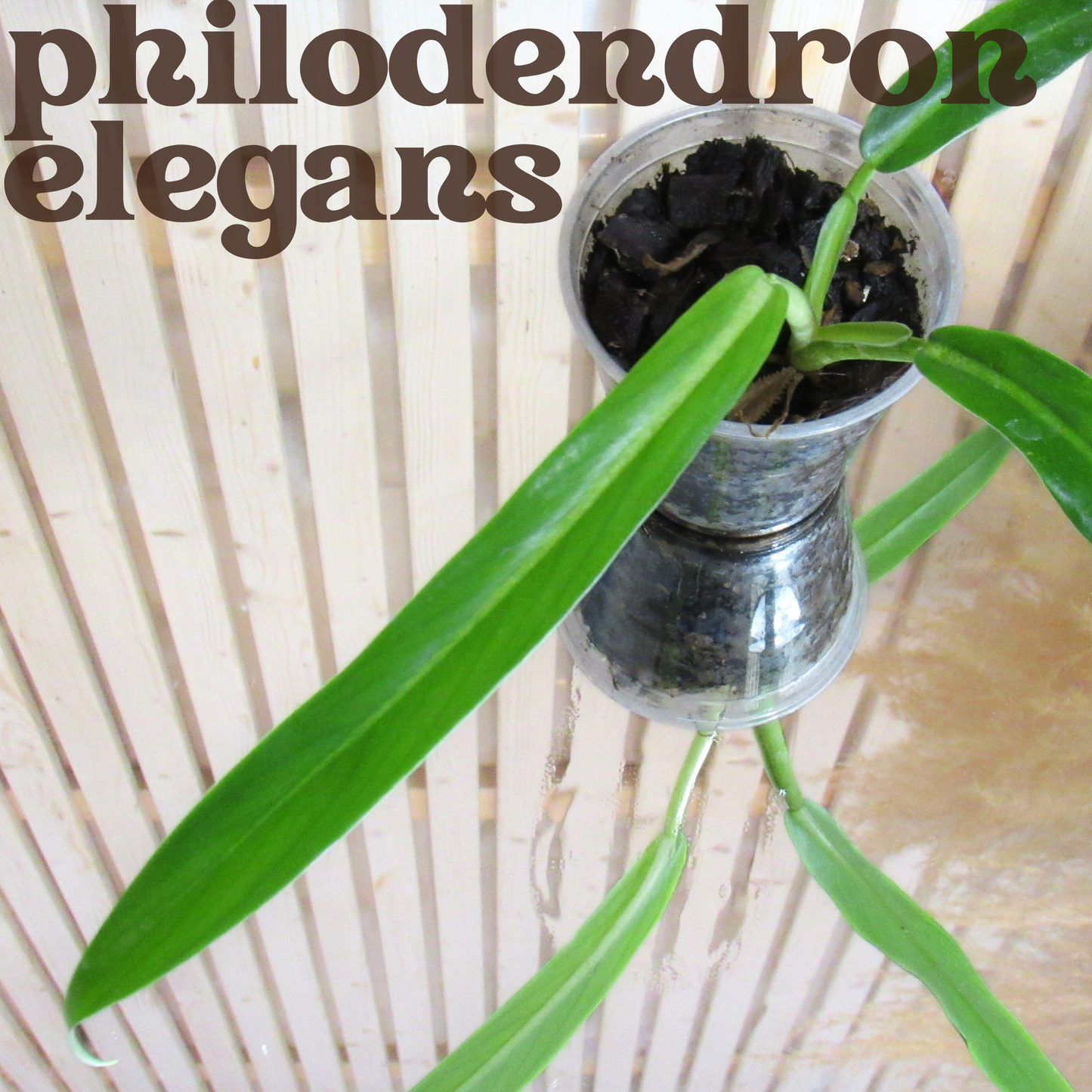 Philodendron Elegans