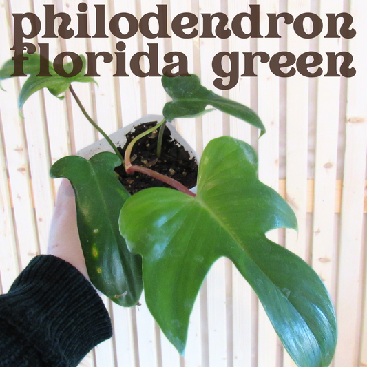 Philodendron Florida Green