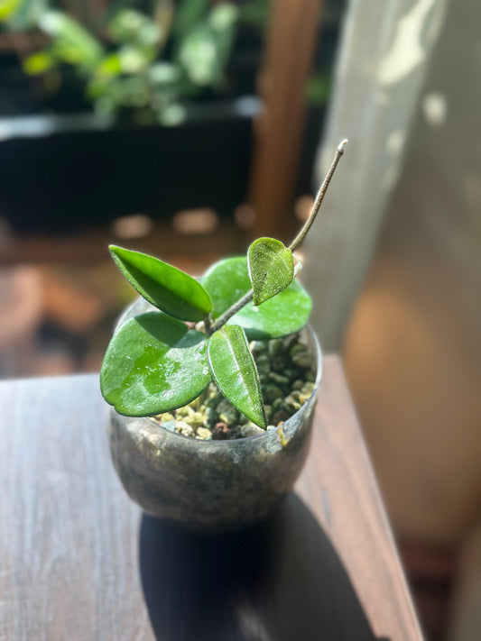 Hoya carnosa