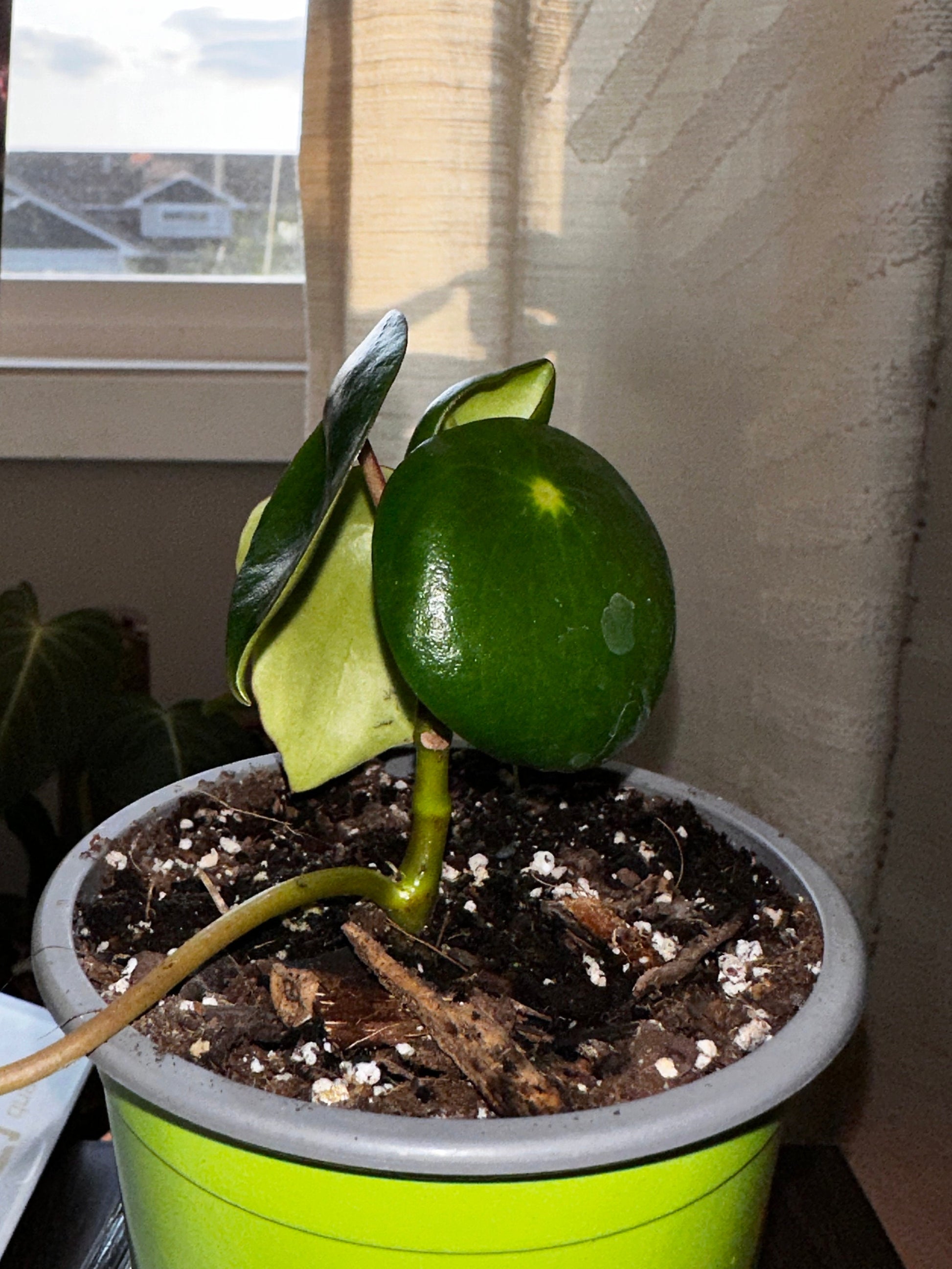 Peperomia polybotrya - 'Raindrop Peperomia'