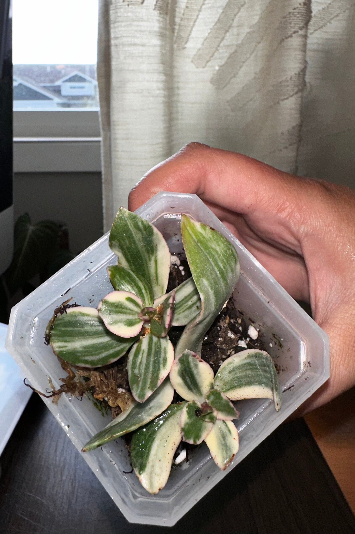 Crassula ovata 'Variegata' - "Variegated Jade Plant"