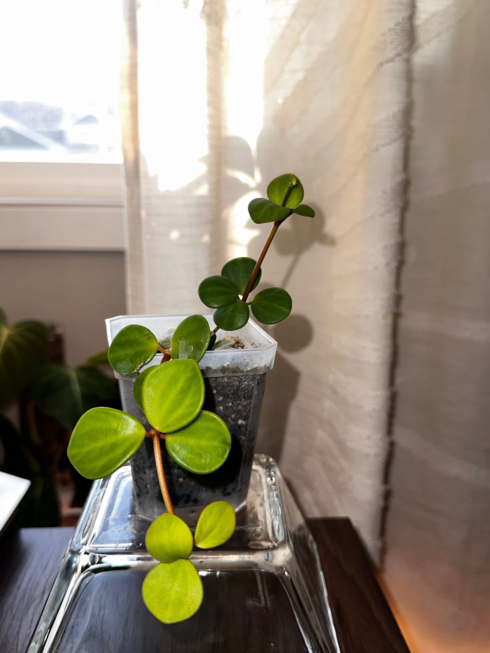 Peperomia tetraphylla 'Hope'