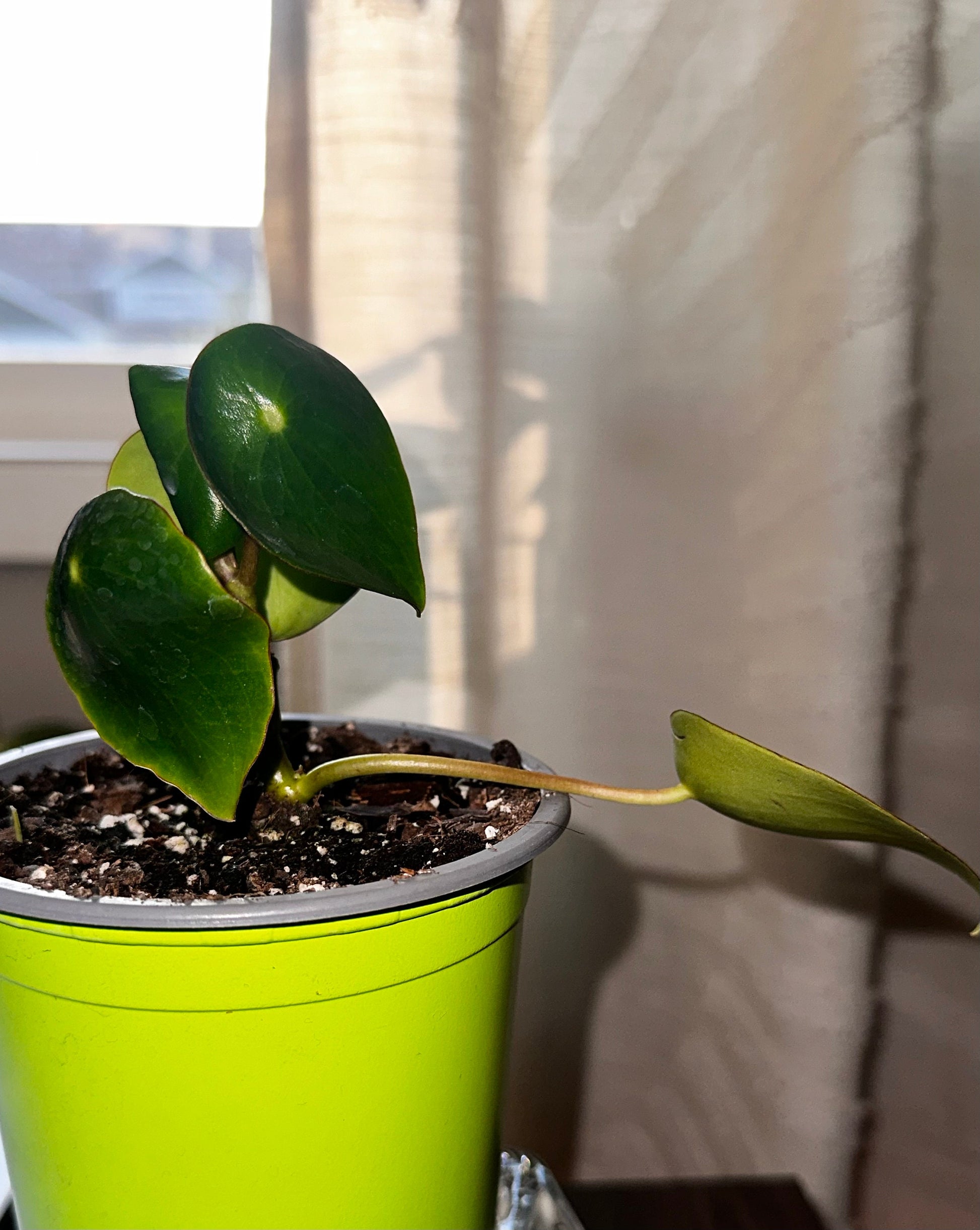 Peperomia polybotrya - 'Raindrop Peperomia'