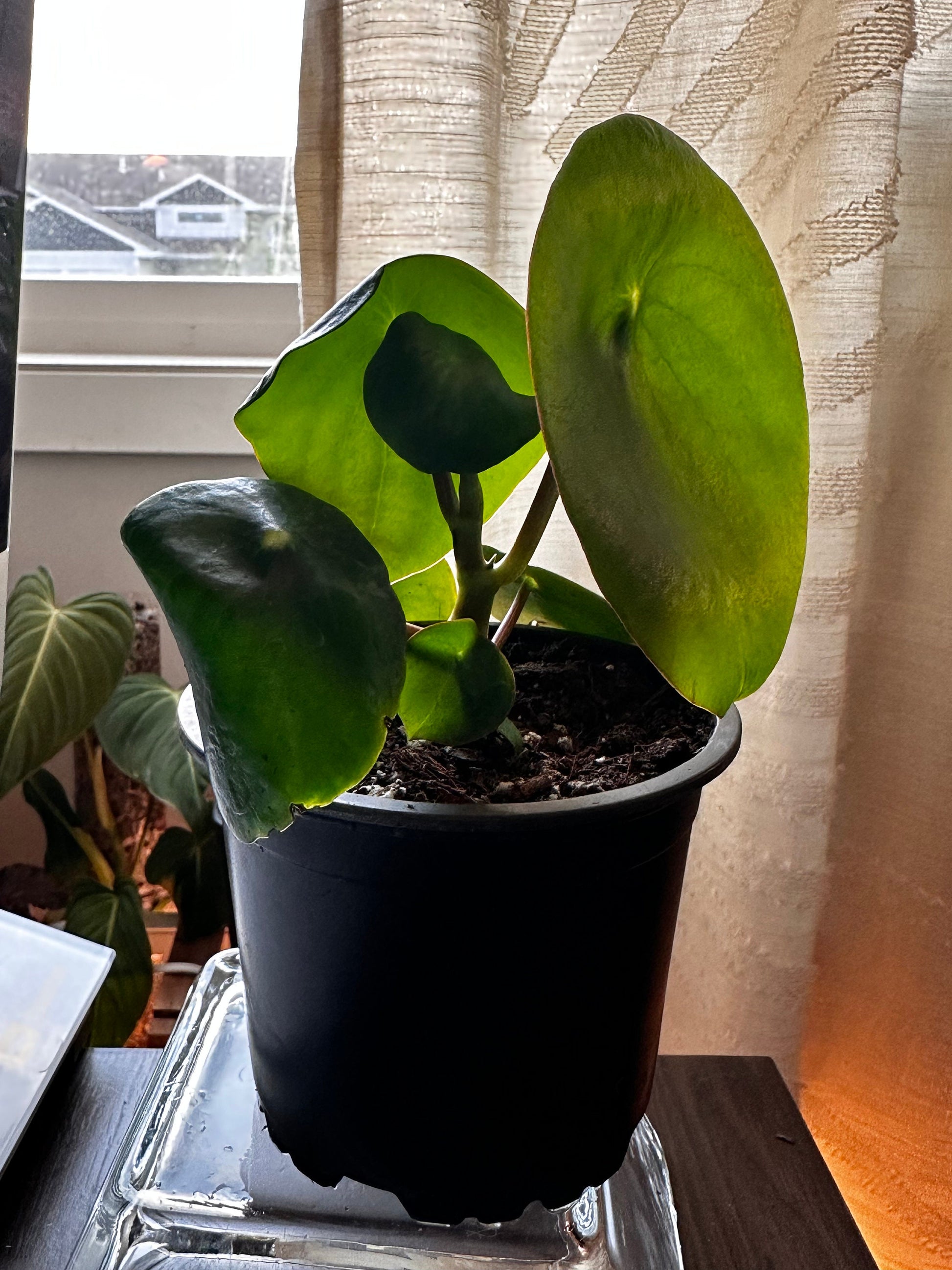 Peperomia polybotrya - 'Raindrop Peperomia'