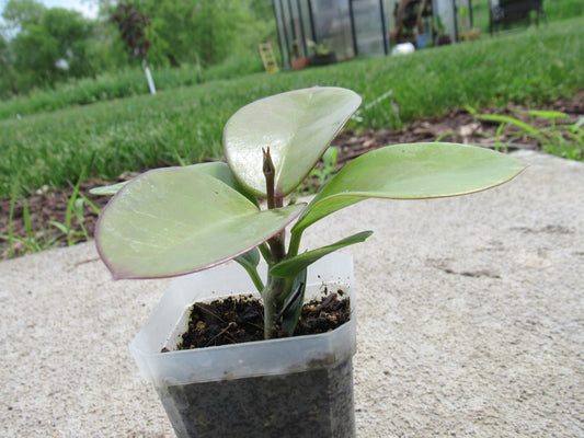 Hoya australis - "Wax Plant"