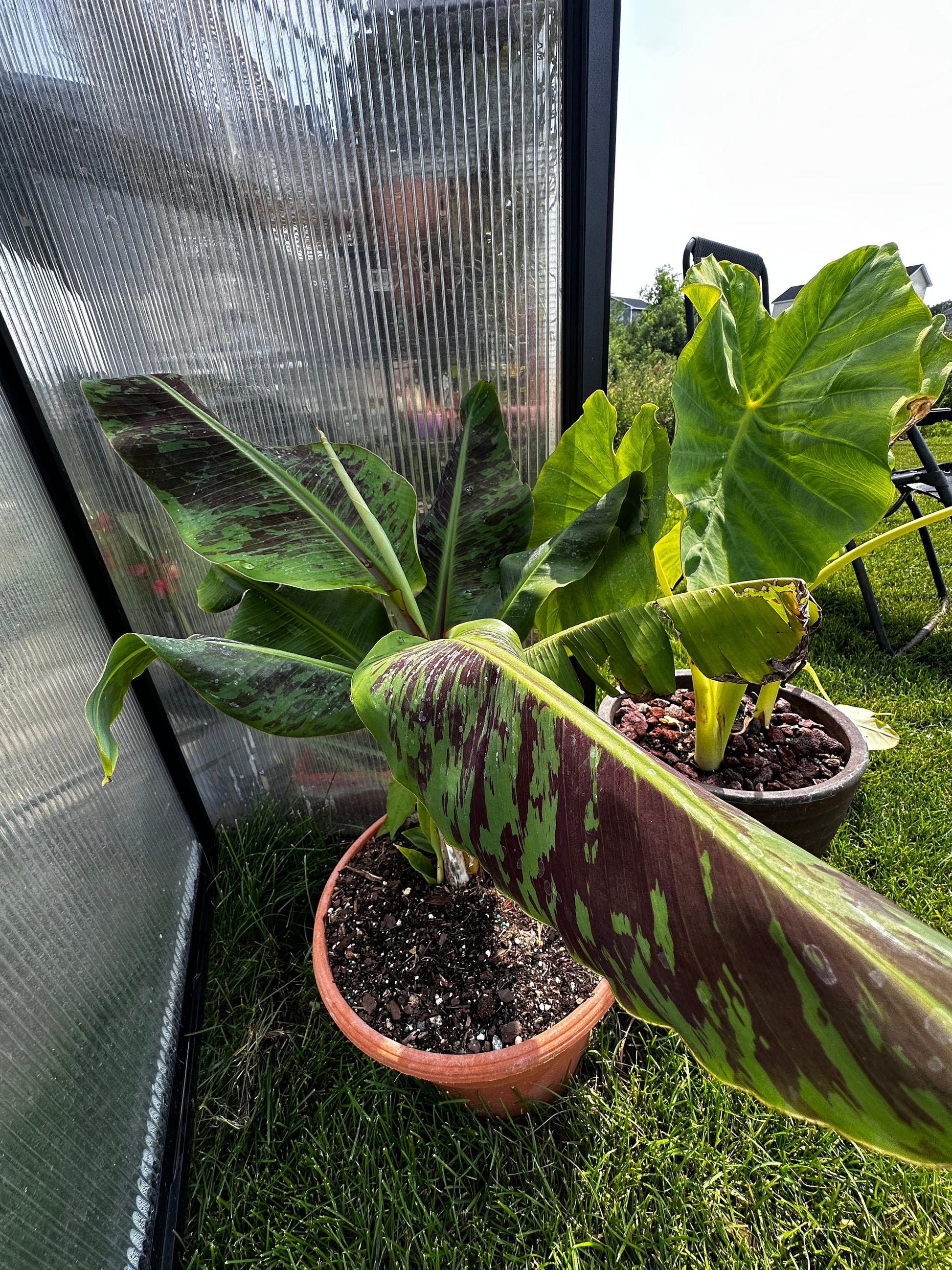 Musa acuminata ‘Zebrina’ - Baby blood banana tree