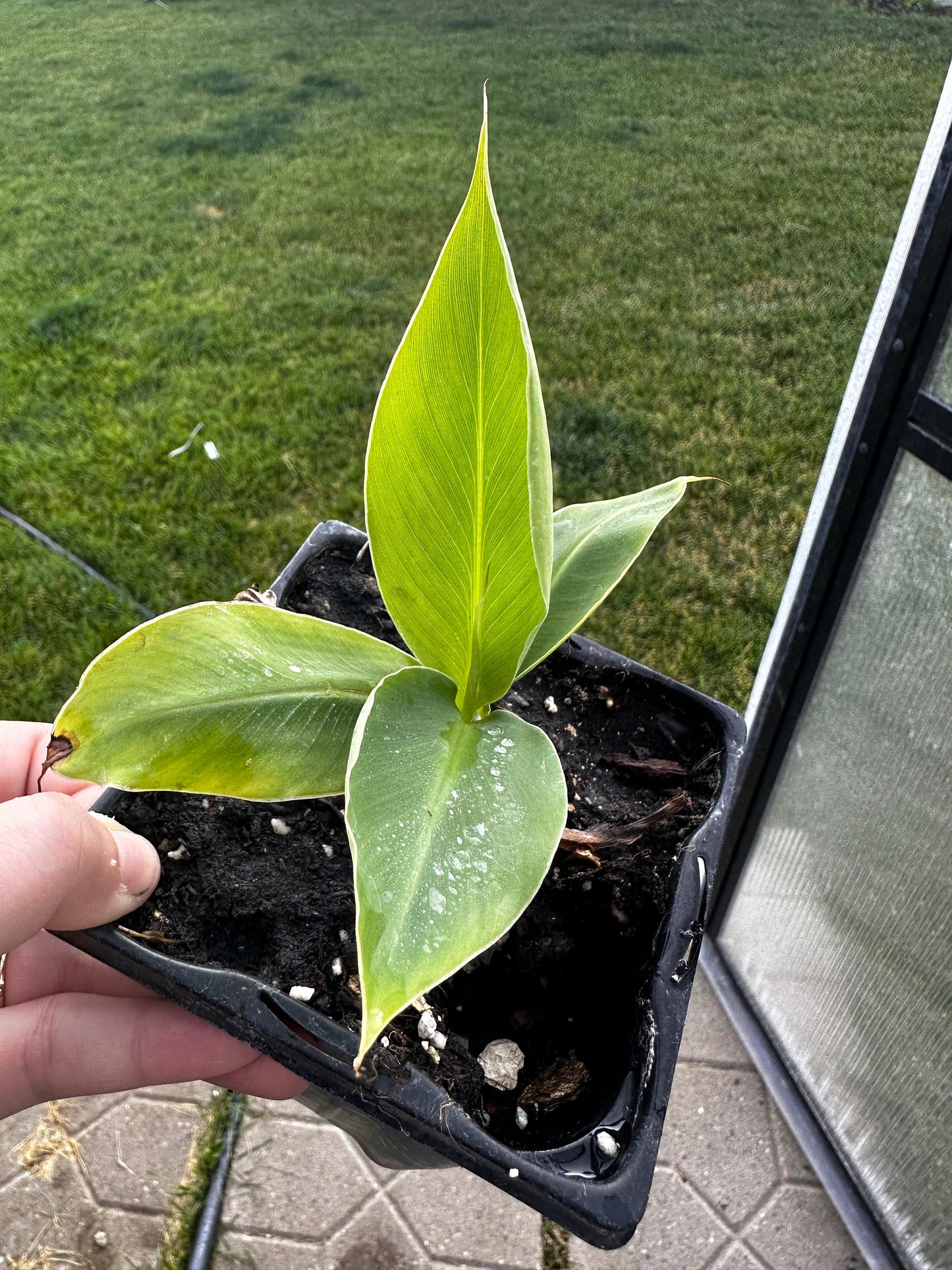 Musa acuminata ‘Zebrina’ - Baby blood banana tree