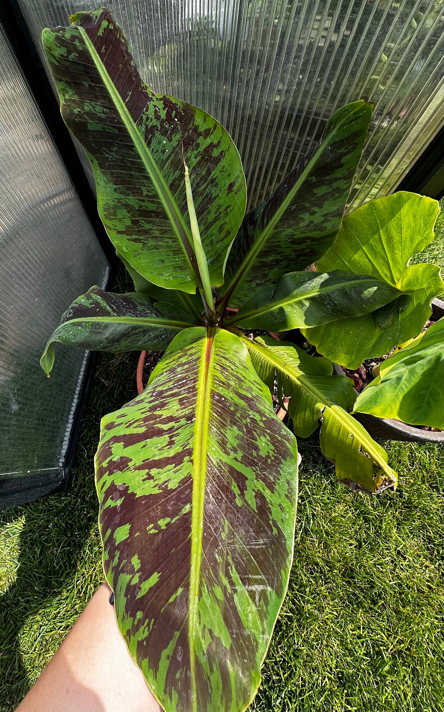 Musa acuminata ‘Zebrina’ - Baby blood banana tree