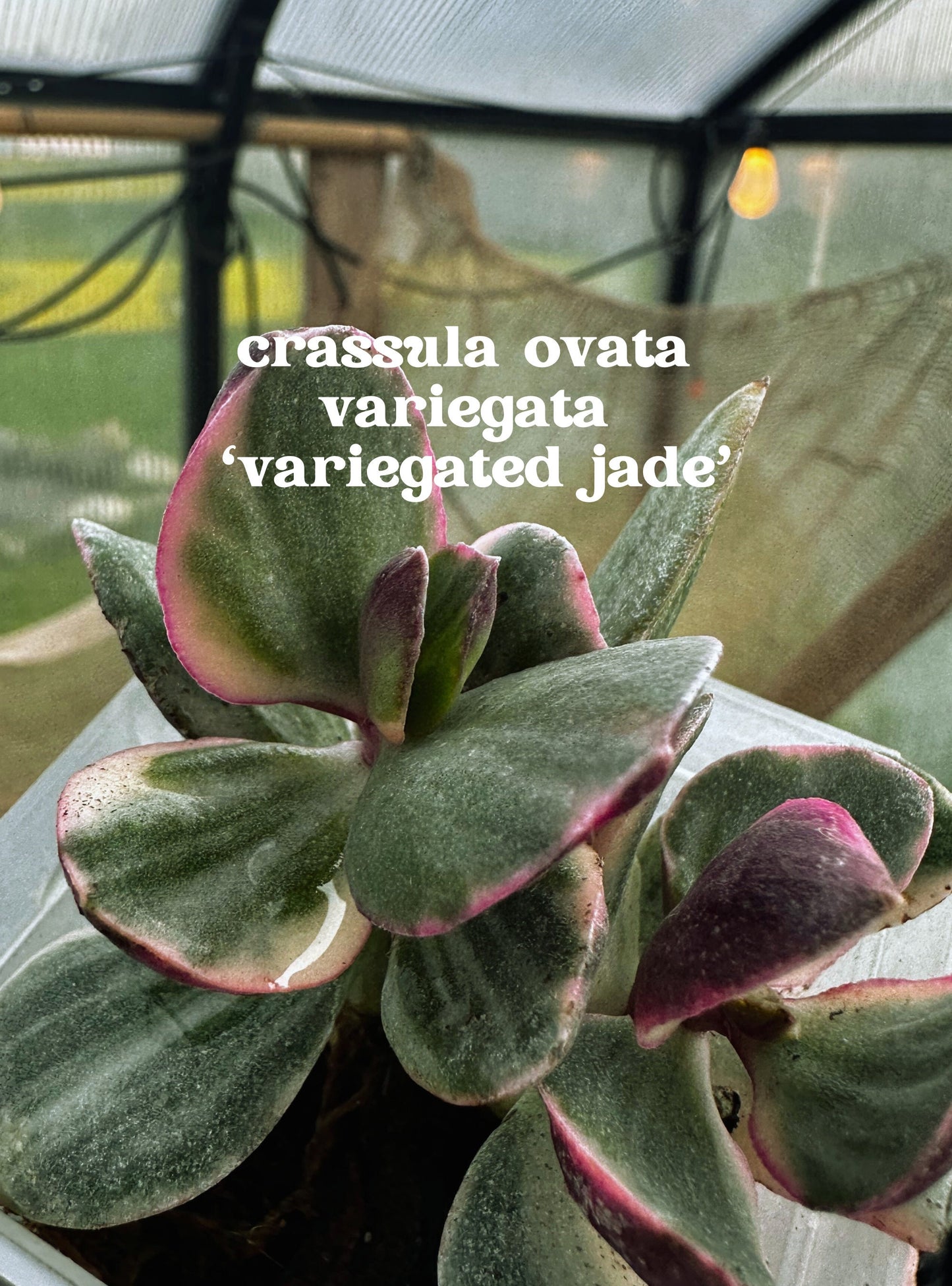 Crassula ovata 'Variegata' - "Variegated Jade Plant"