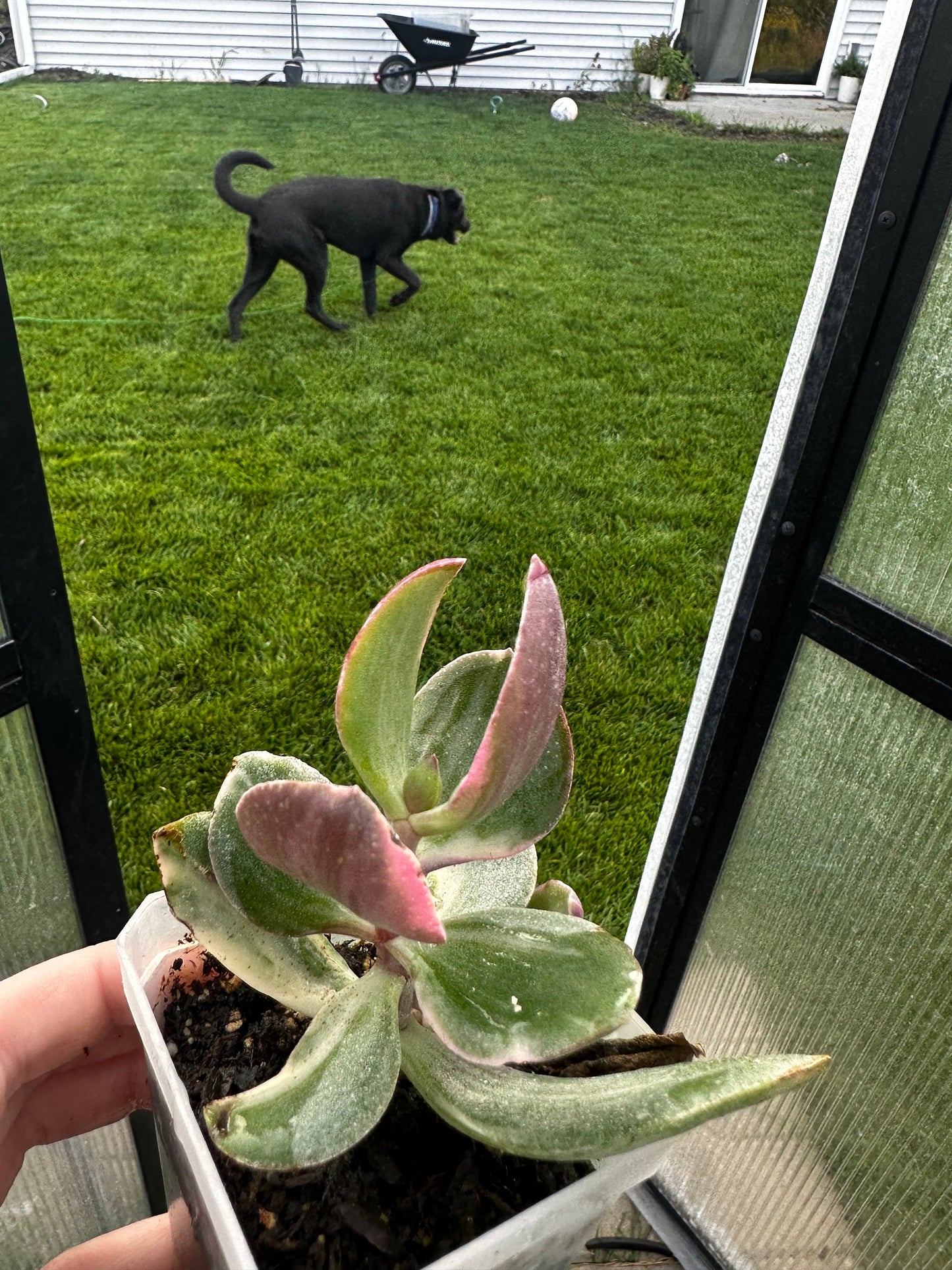 Crassula ovata 'Variegata' - "Variegated Jade Plant"