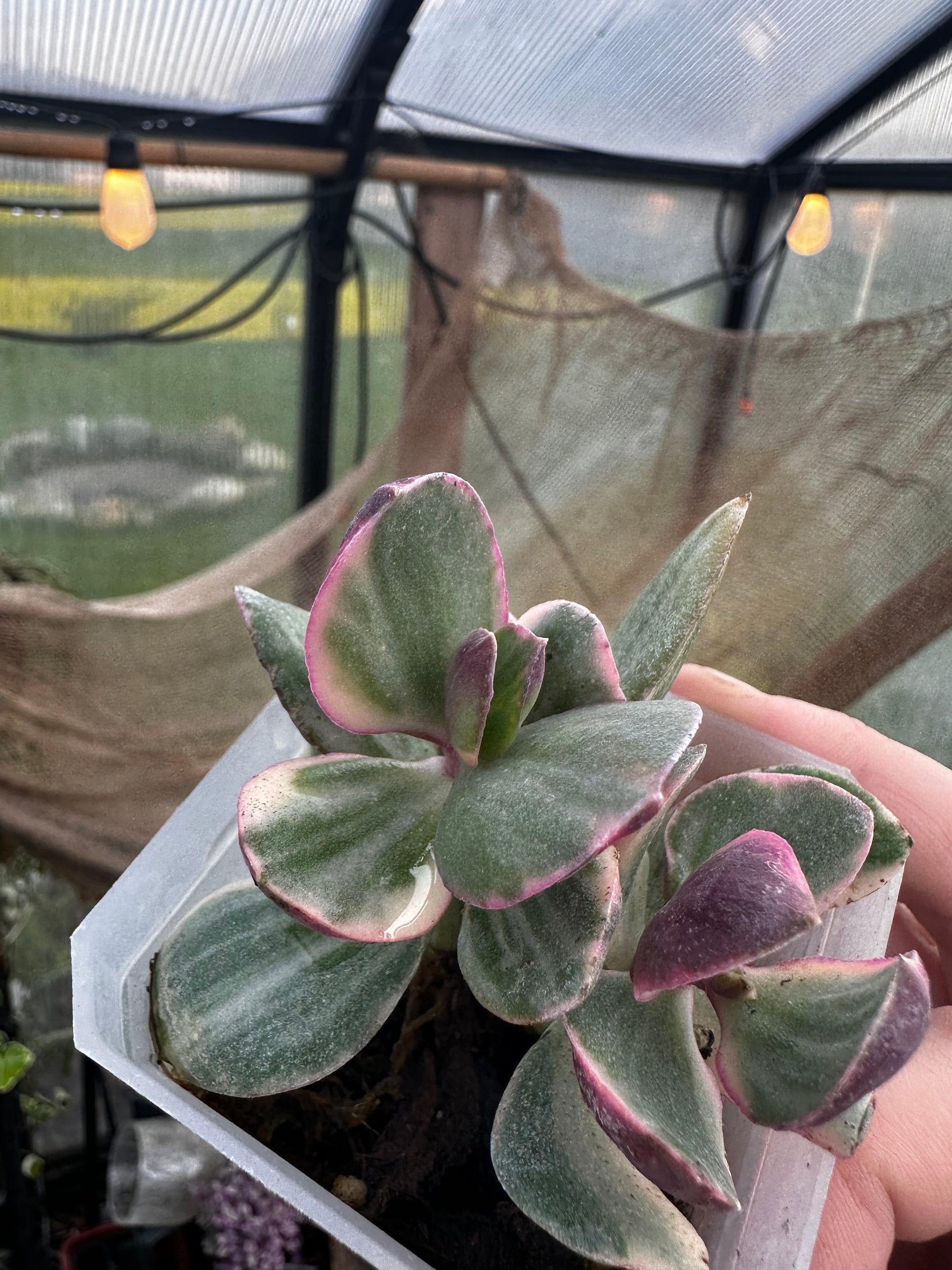 Crassula ovata 'Variegata' - "Variegated Jade Plant"