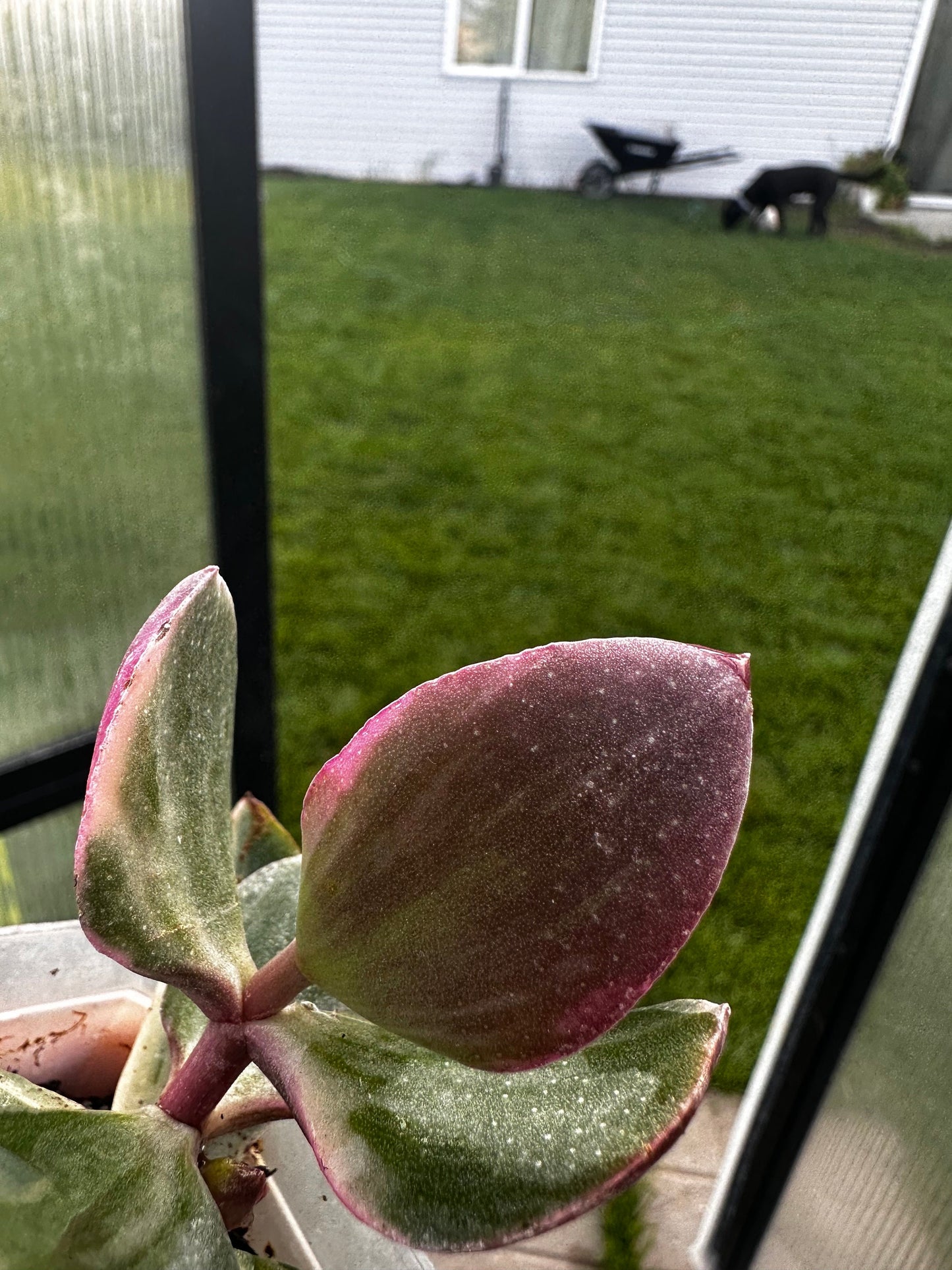 Crassula ovata 'Variegata' - "Variegated Jade Plant"