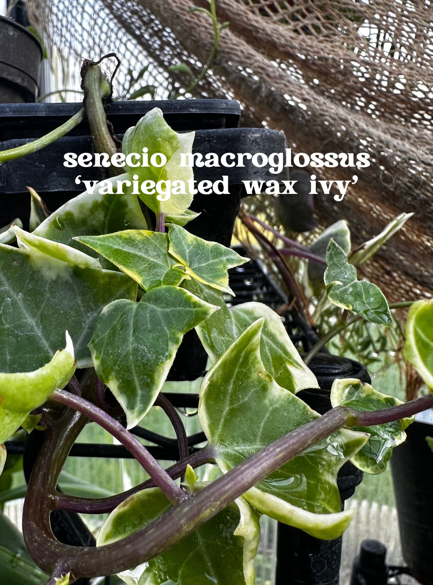 Senecio macroglossus variegatus - "Variegated Wax Ivy"