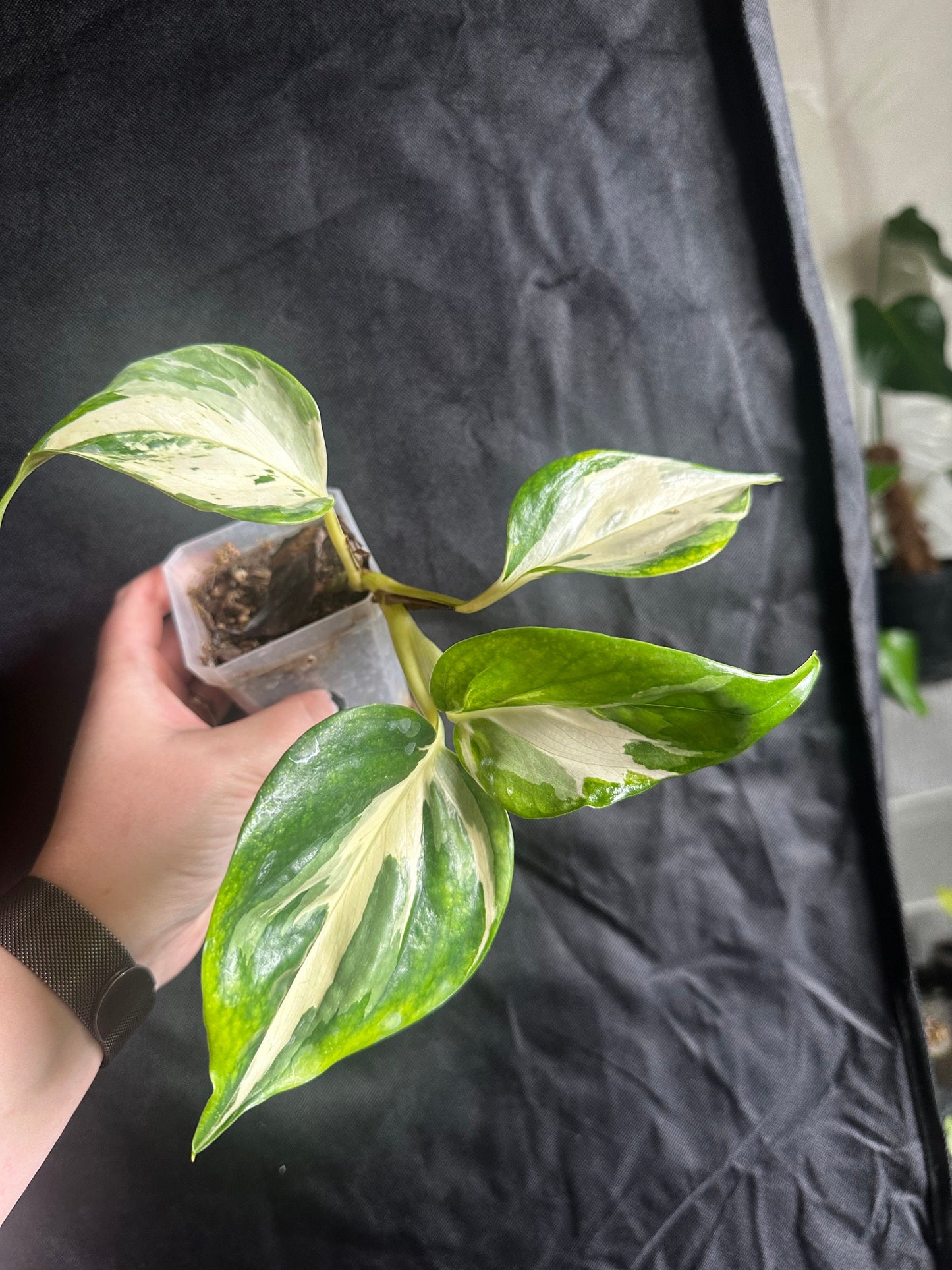 Epipremnum aureum 'Manjula' - 'Manjula Pothos'