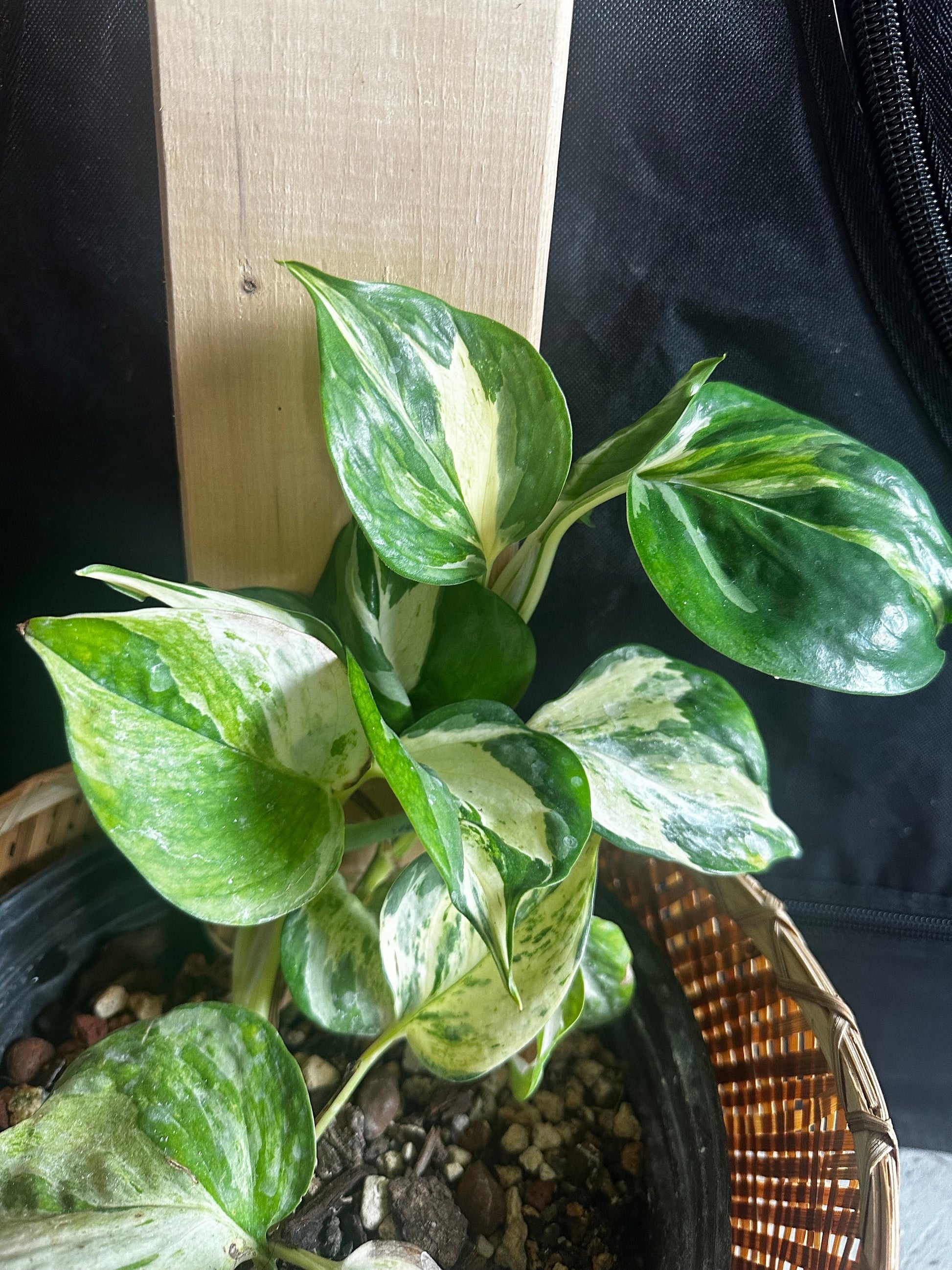 Epipremnum aureum 'Manjula' - 'Manjula Pothos'