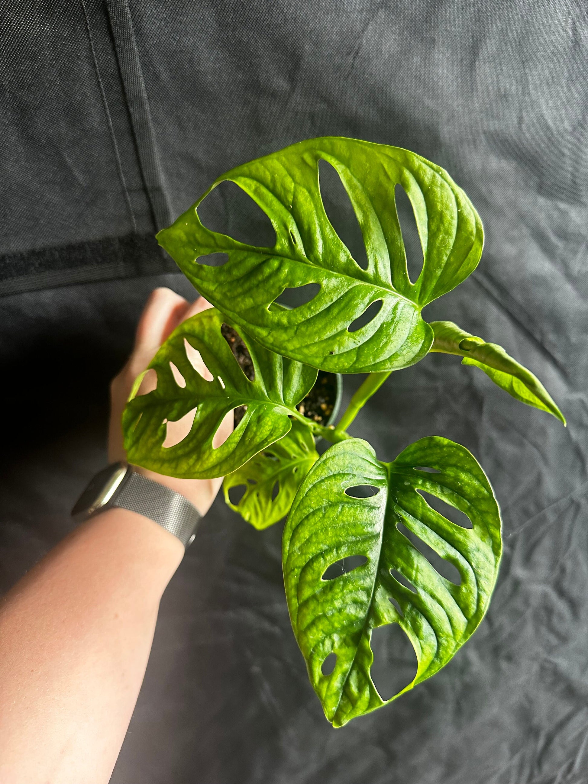 Monstera adansonii wide form - "Swiss cheese vine"