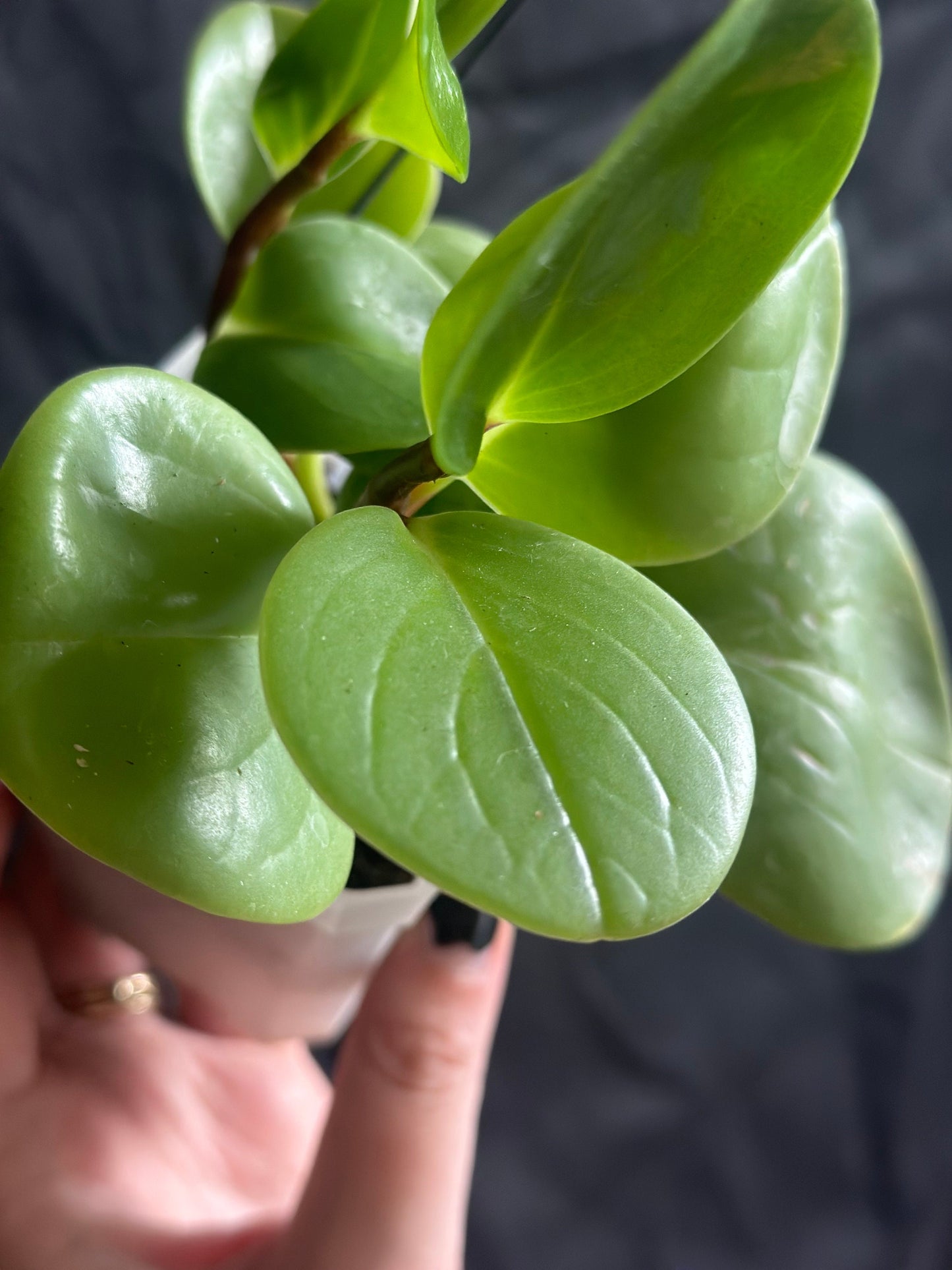 Peperomia obtusifolia 'Baby Rubber Plant'