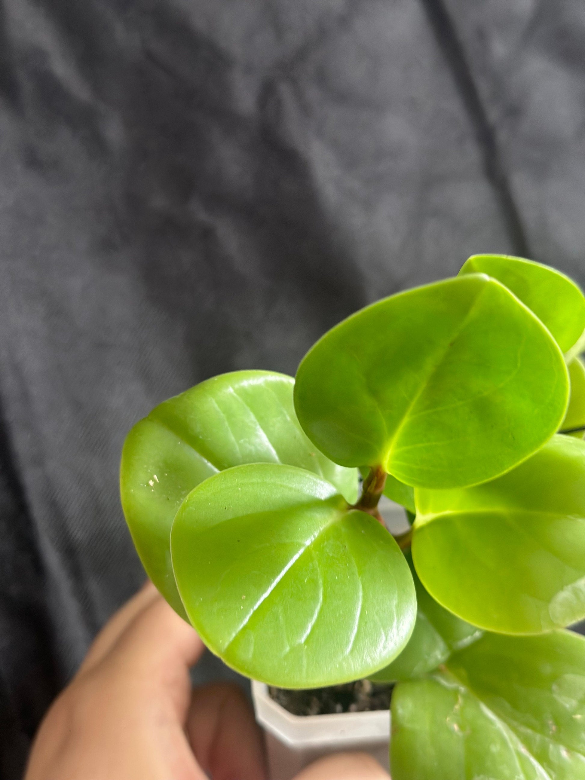 Peperomia obtusifolia 'Baby Rubber Plant'