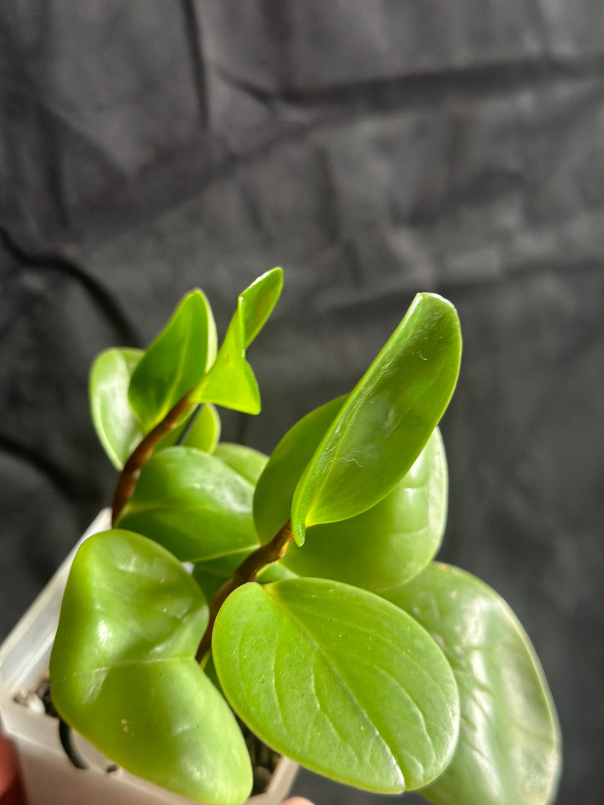 Peperomia obtusifolia 'Baby Rubber Plant'