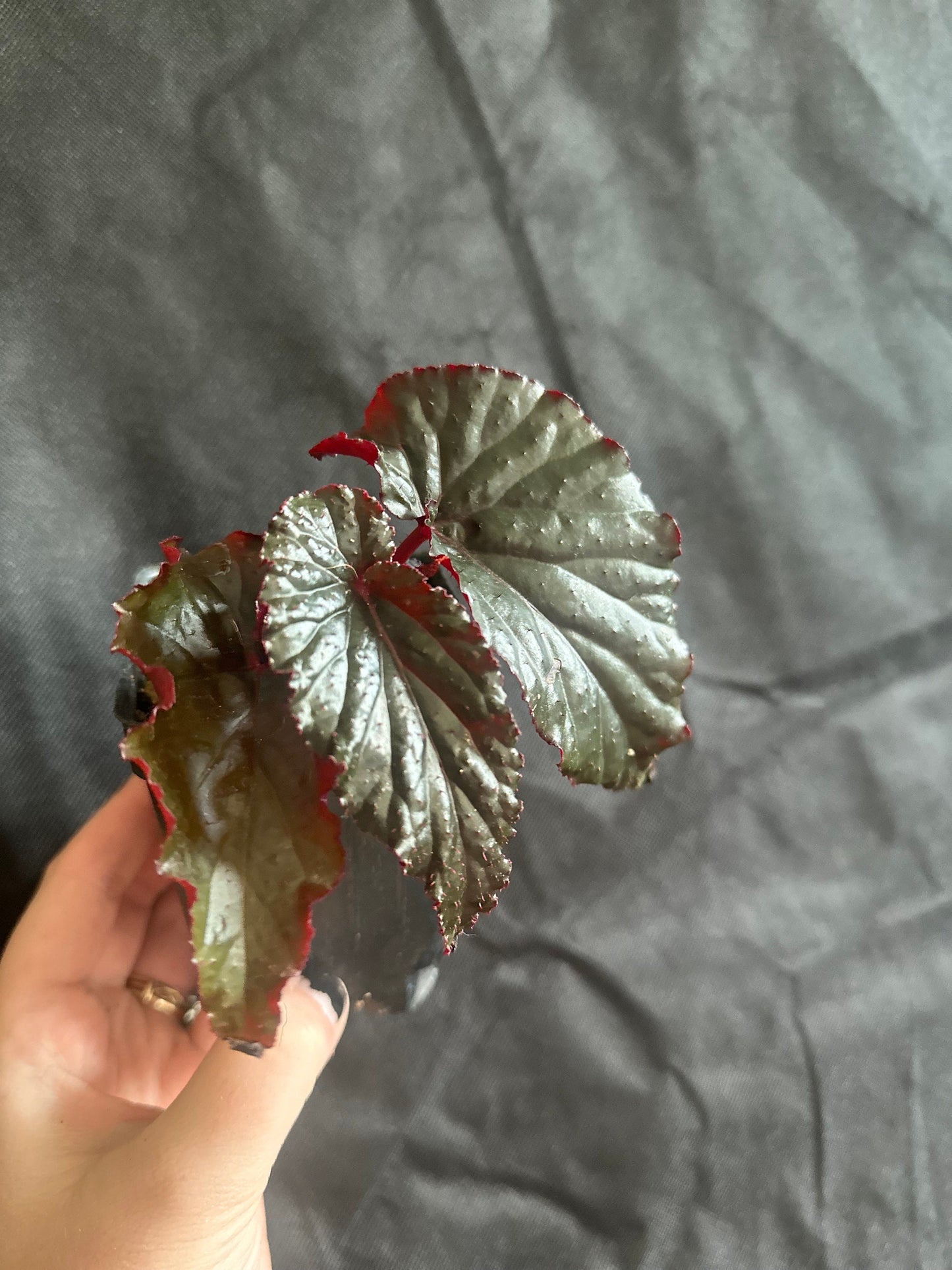 Begonia Rex "Black Magic” Angel Wing Begonia