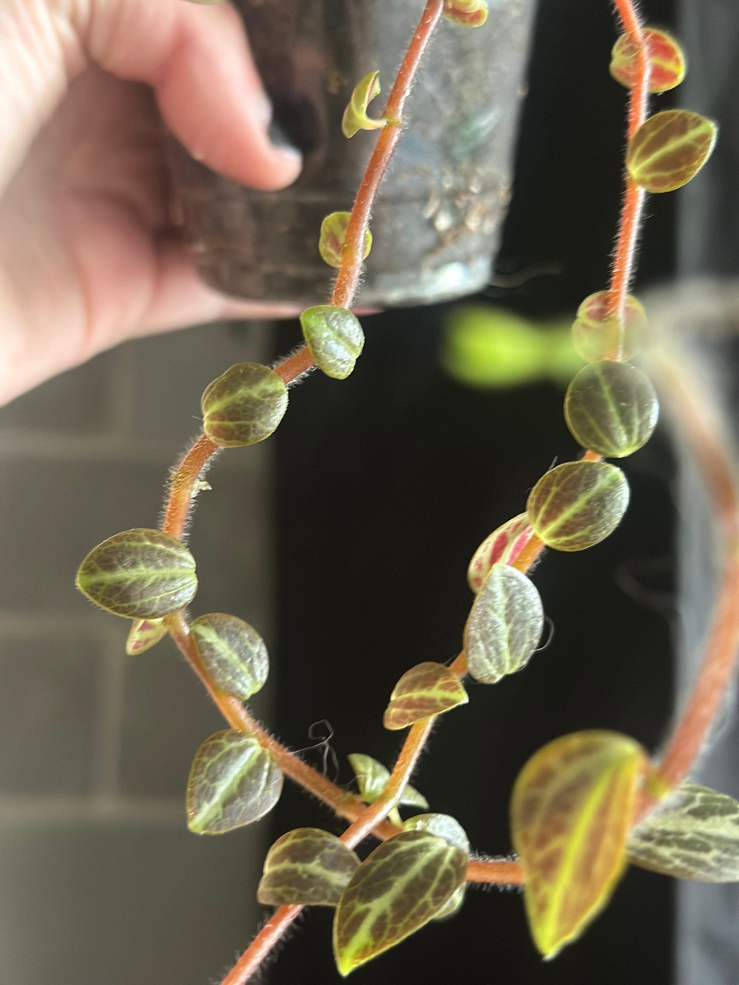 Peperomia trinervis “Bicolor Peperomia”