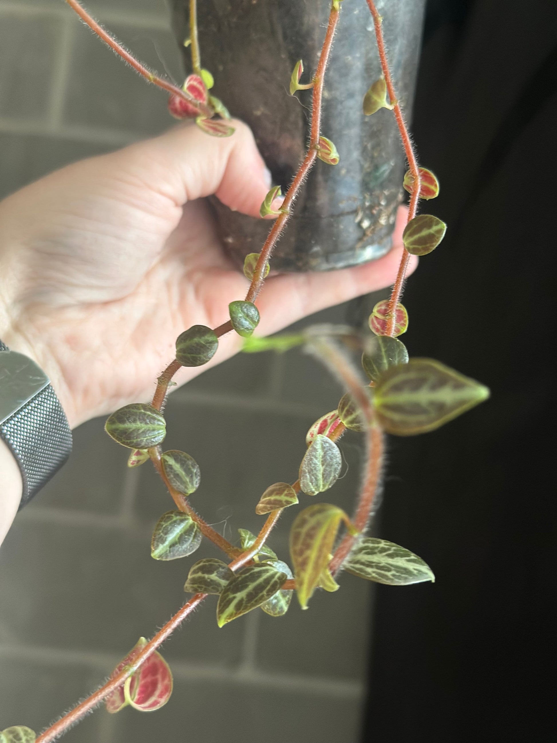 Peperomia trinervis “Bicolor Peperomia”