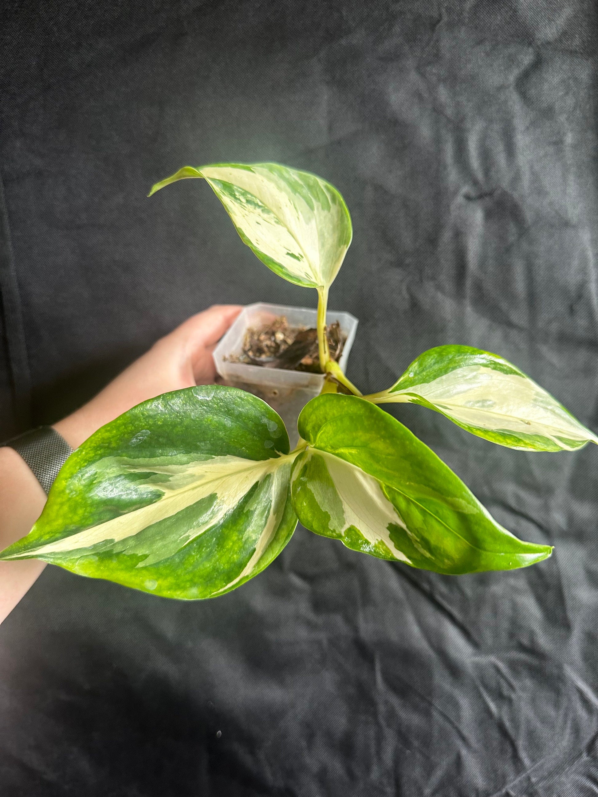 Epipremnum aureum 'Manjula' - 'Manjula Pothos'