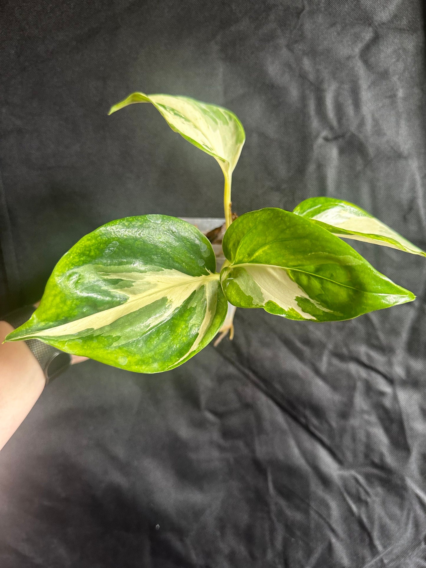 Epipremnum aureum 'Manjula' - 'Manjula Pothos'