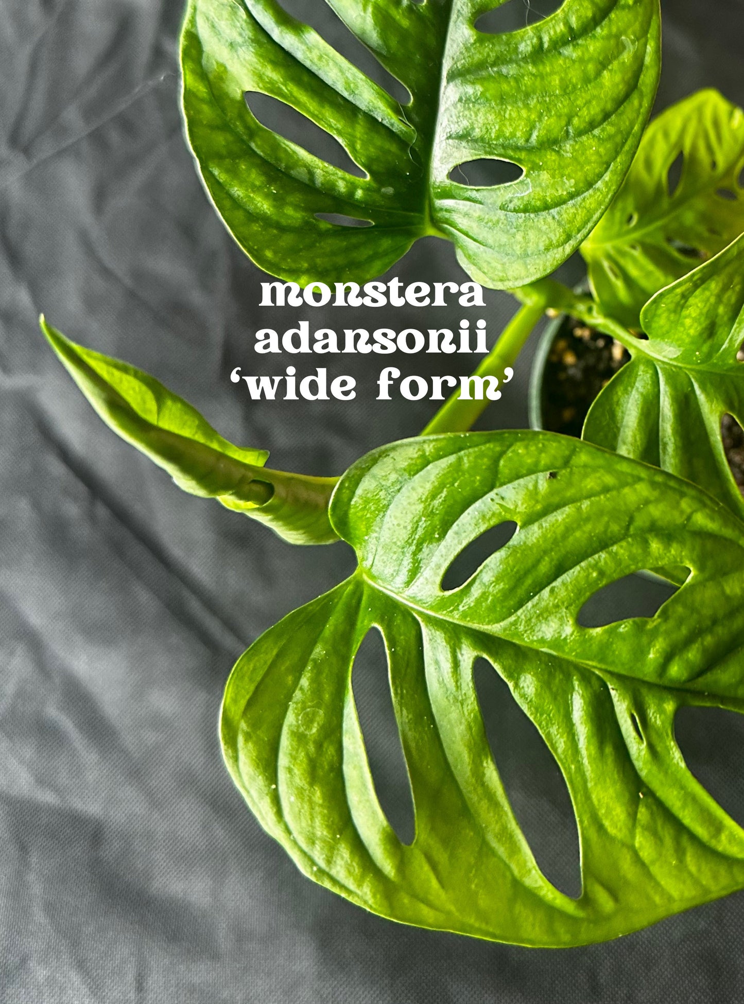 Monstera adansonii wide form - "Swiss cheese vine"