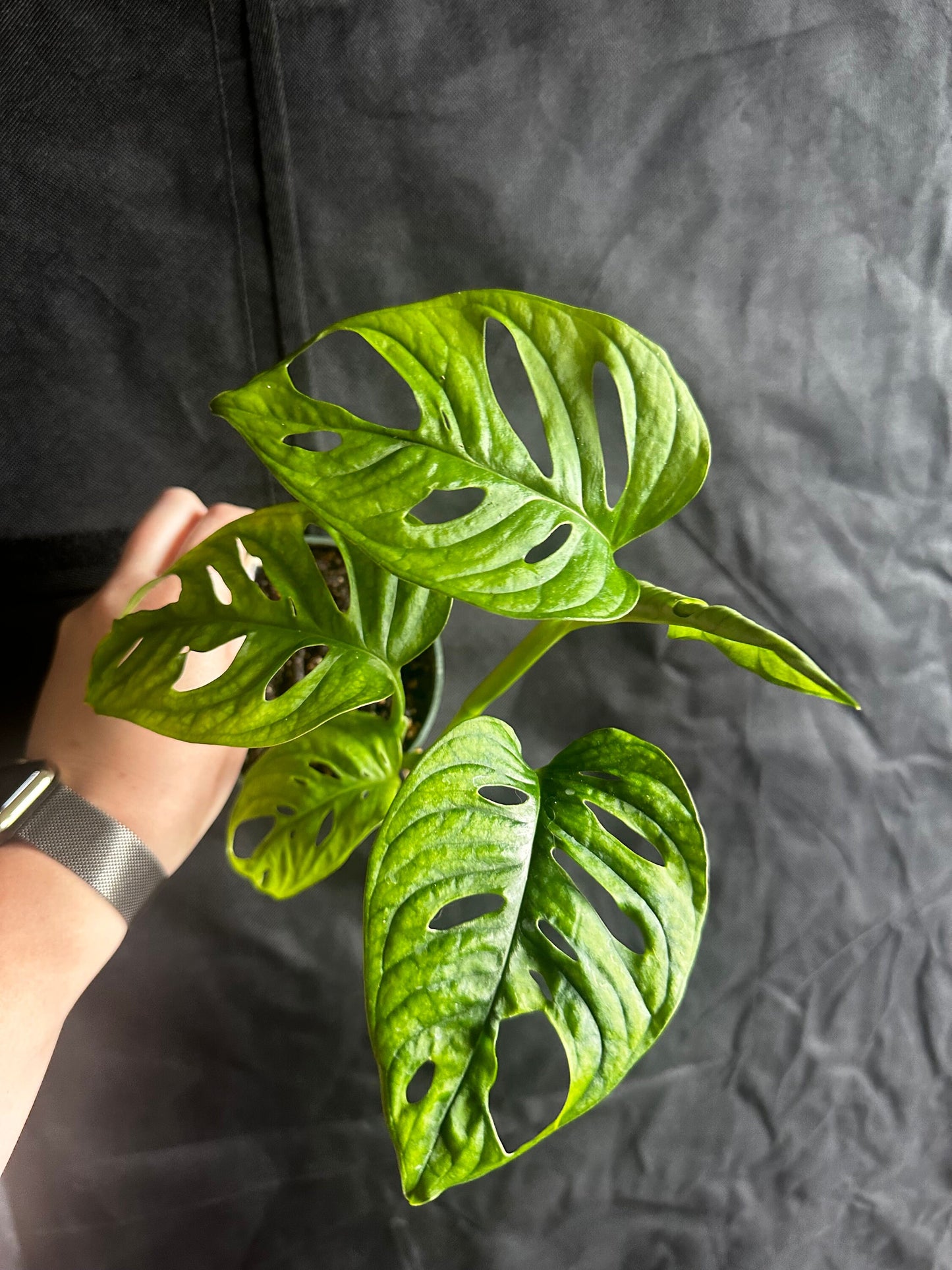 Monstera adansonii wide form - "Swiss cheese vine"