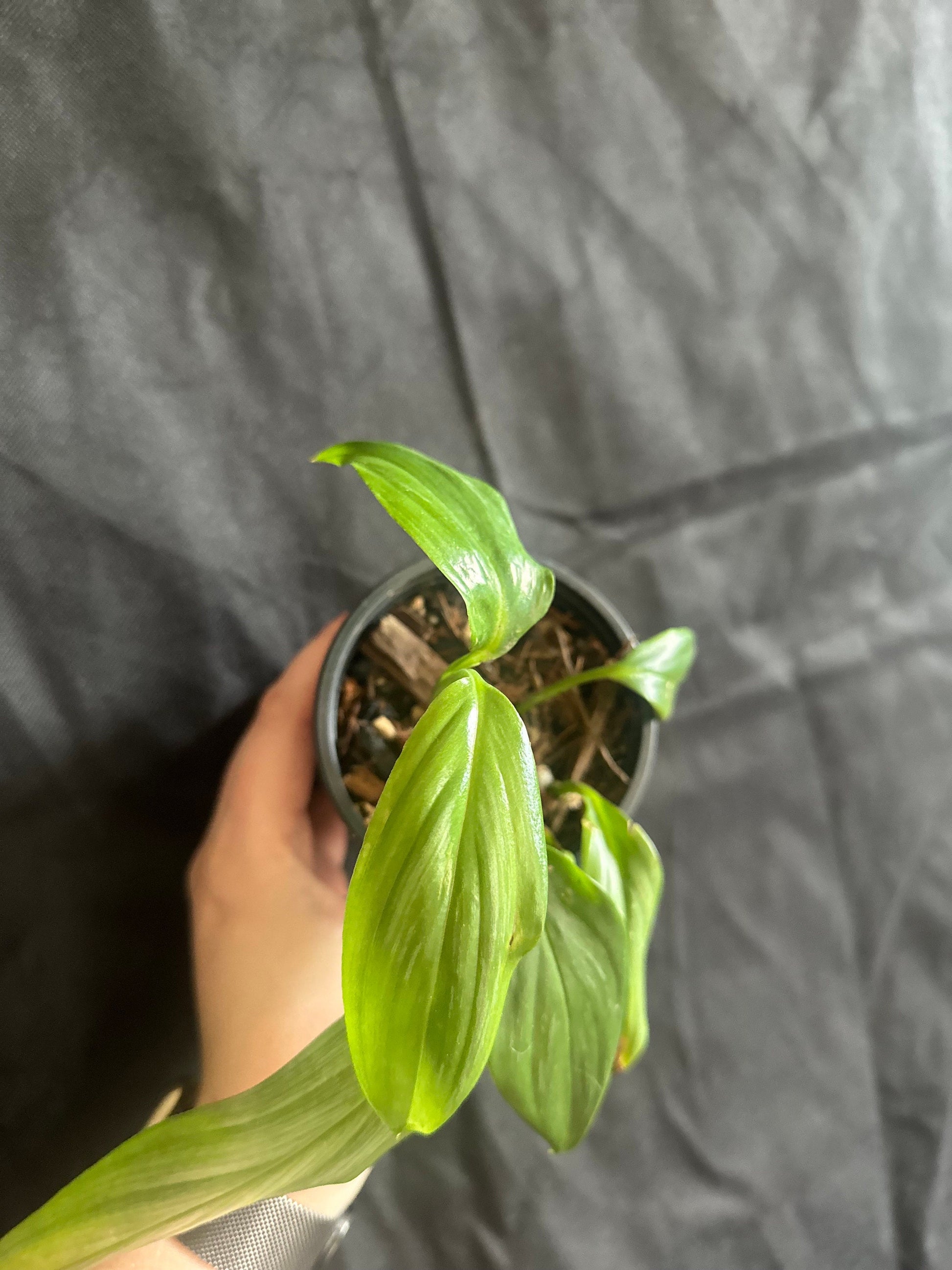 Epipremnum amplissimum 'Silver Stripe'