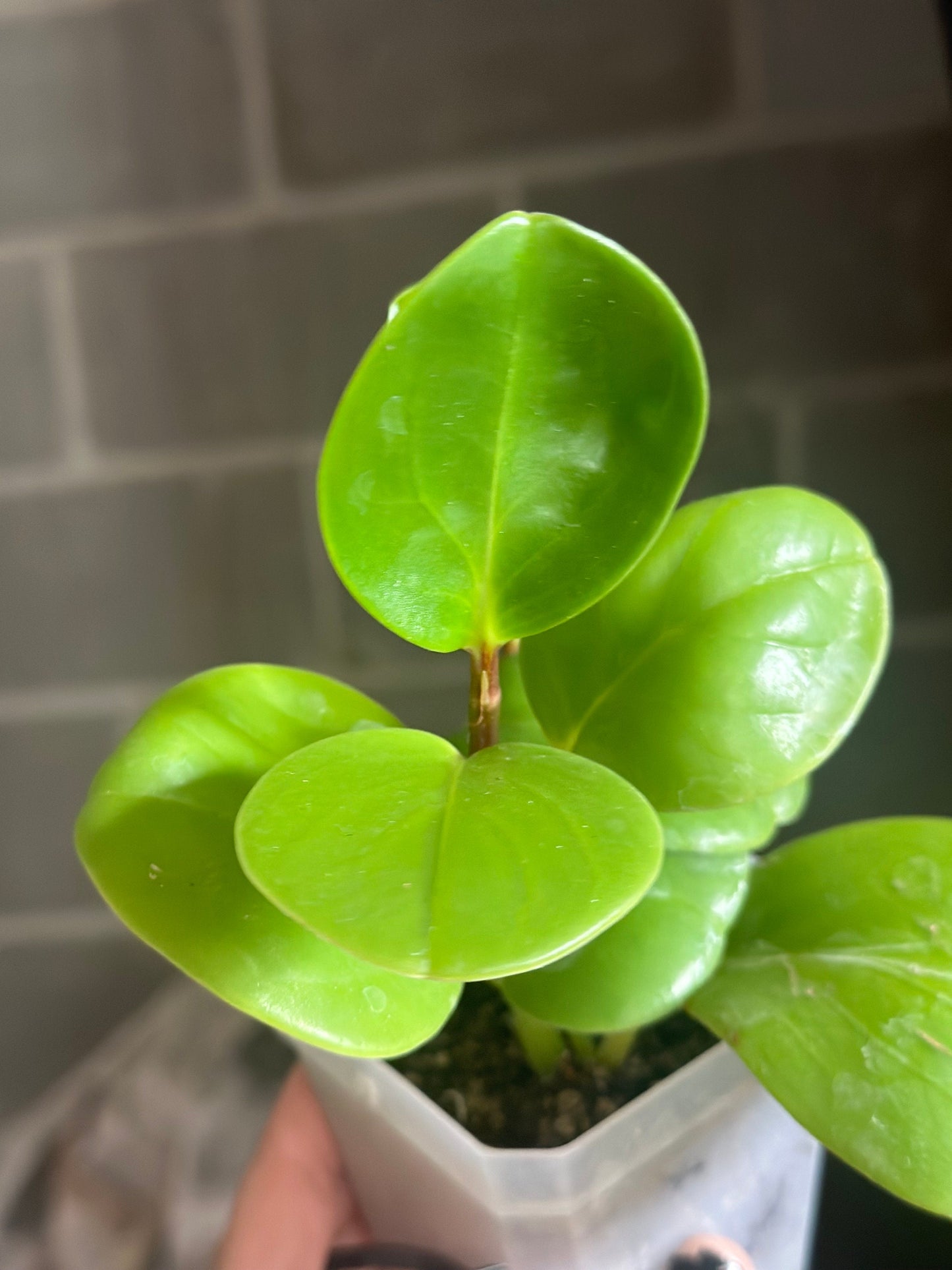 Peperomia obtusifolia 'Baby Rubber Plant'