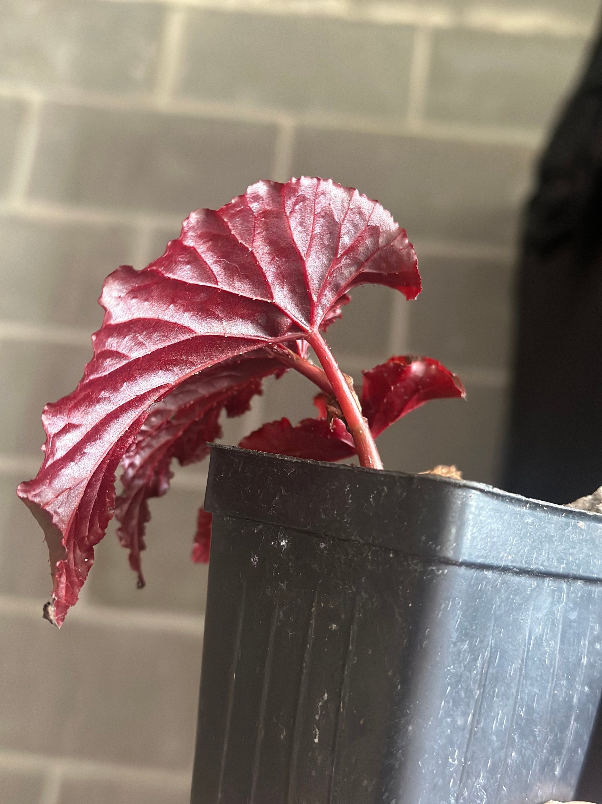 Begonia Rex "Black Magic” Angel Wing Begonia