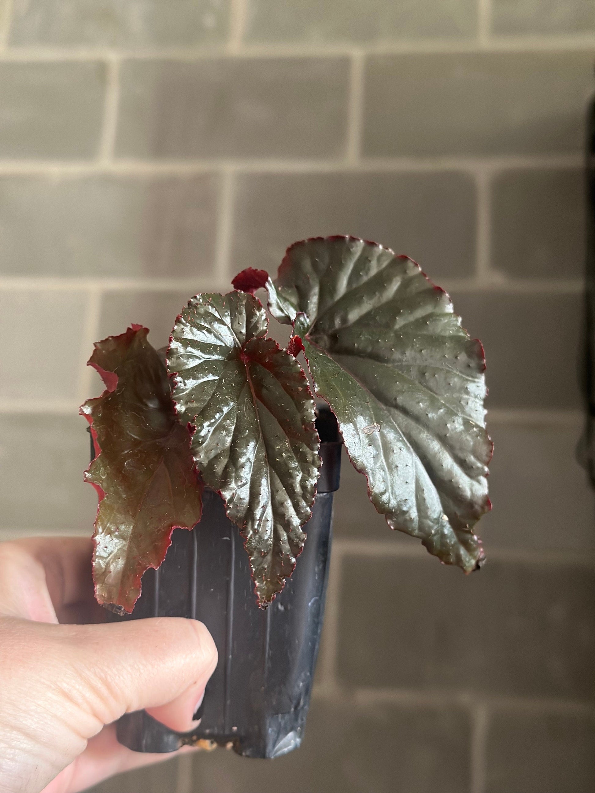 Begonia Rex "Black Magic” Angel Wing Begonia