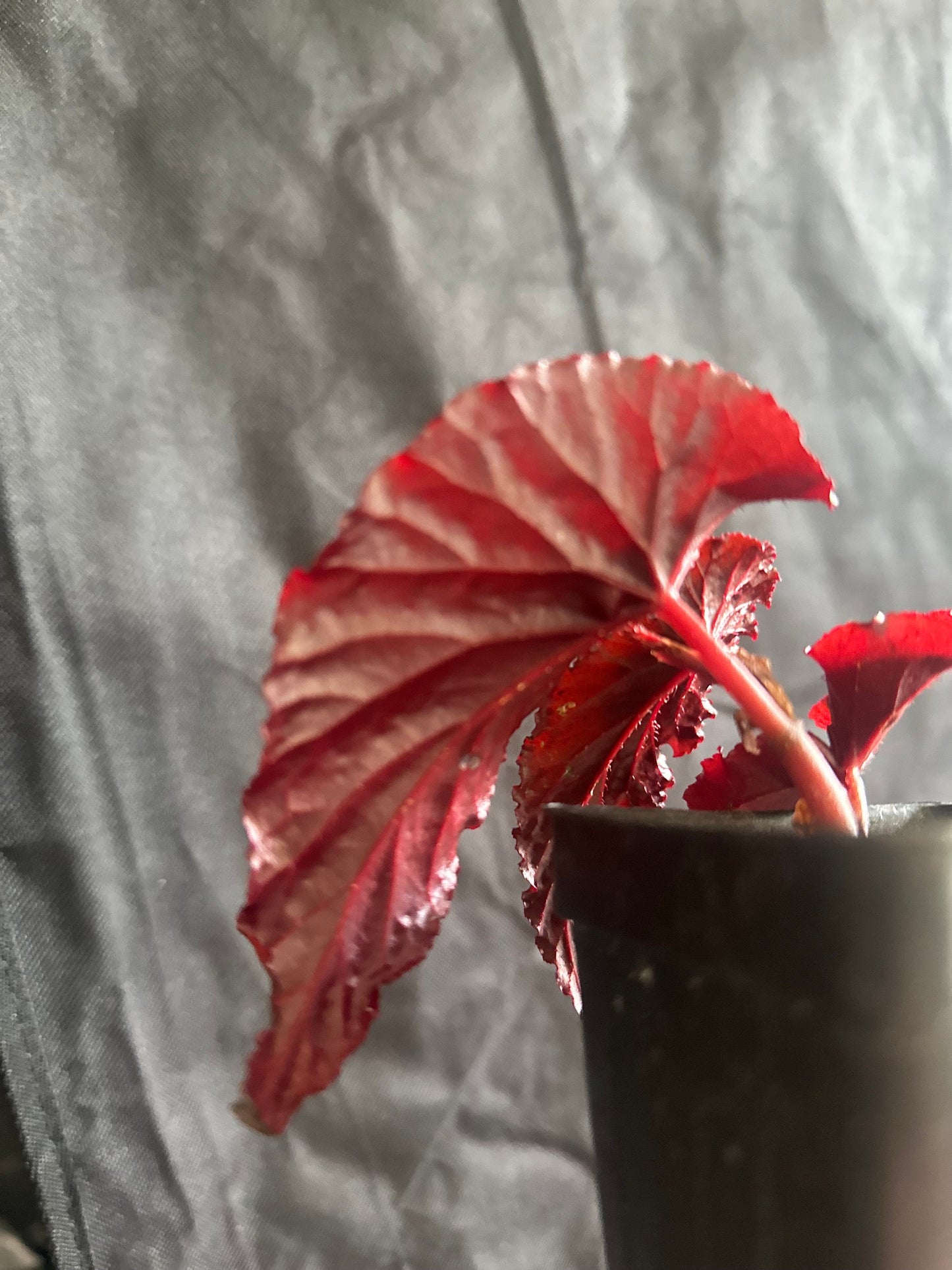 Begonia Rex "Black Magic” Angel Wing Begonia