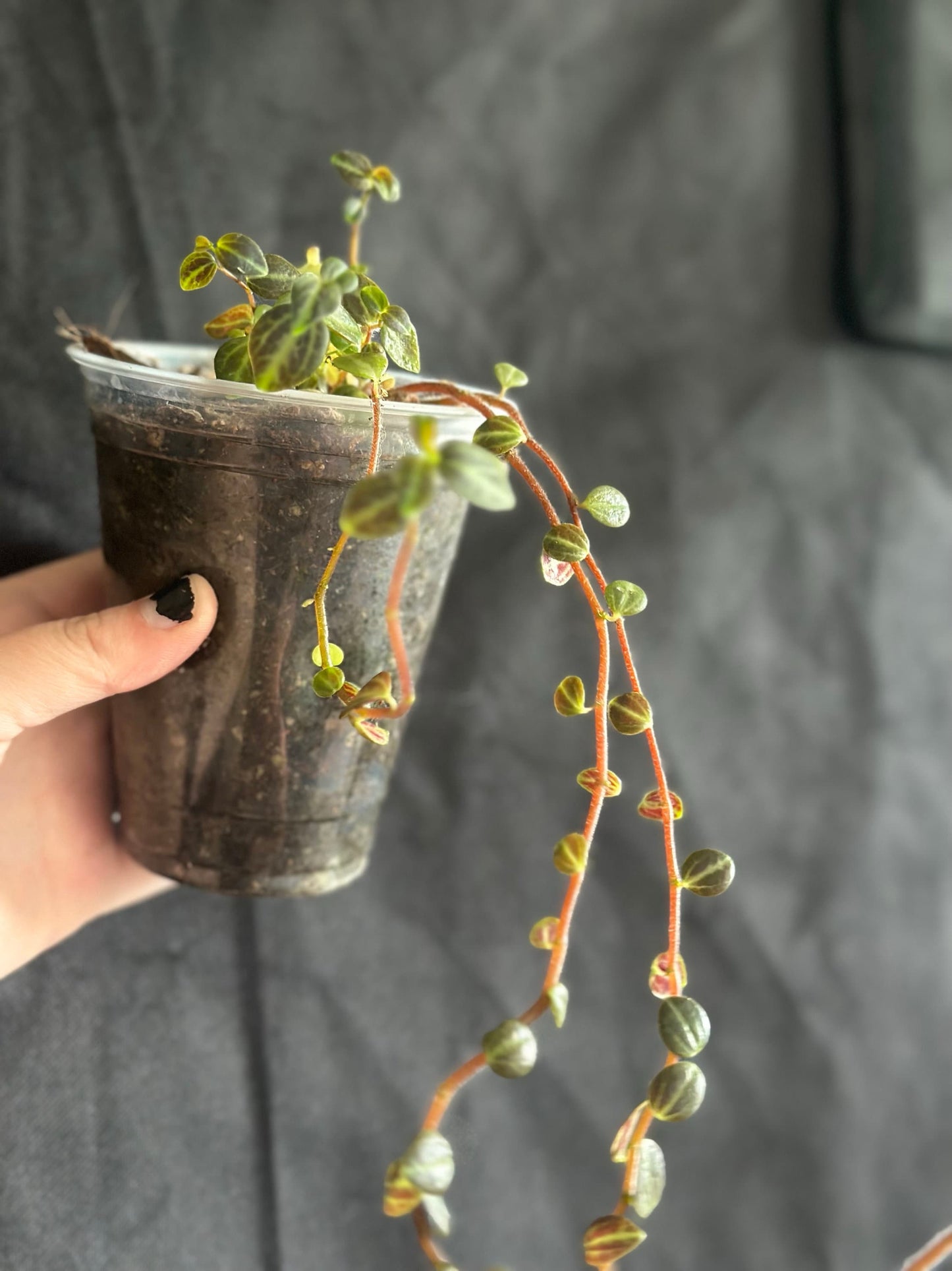 Peperomia trinervis “Bicolor Peperomia”