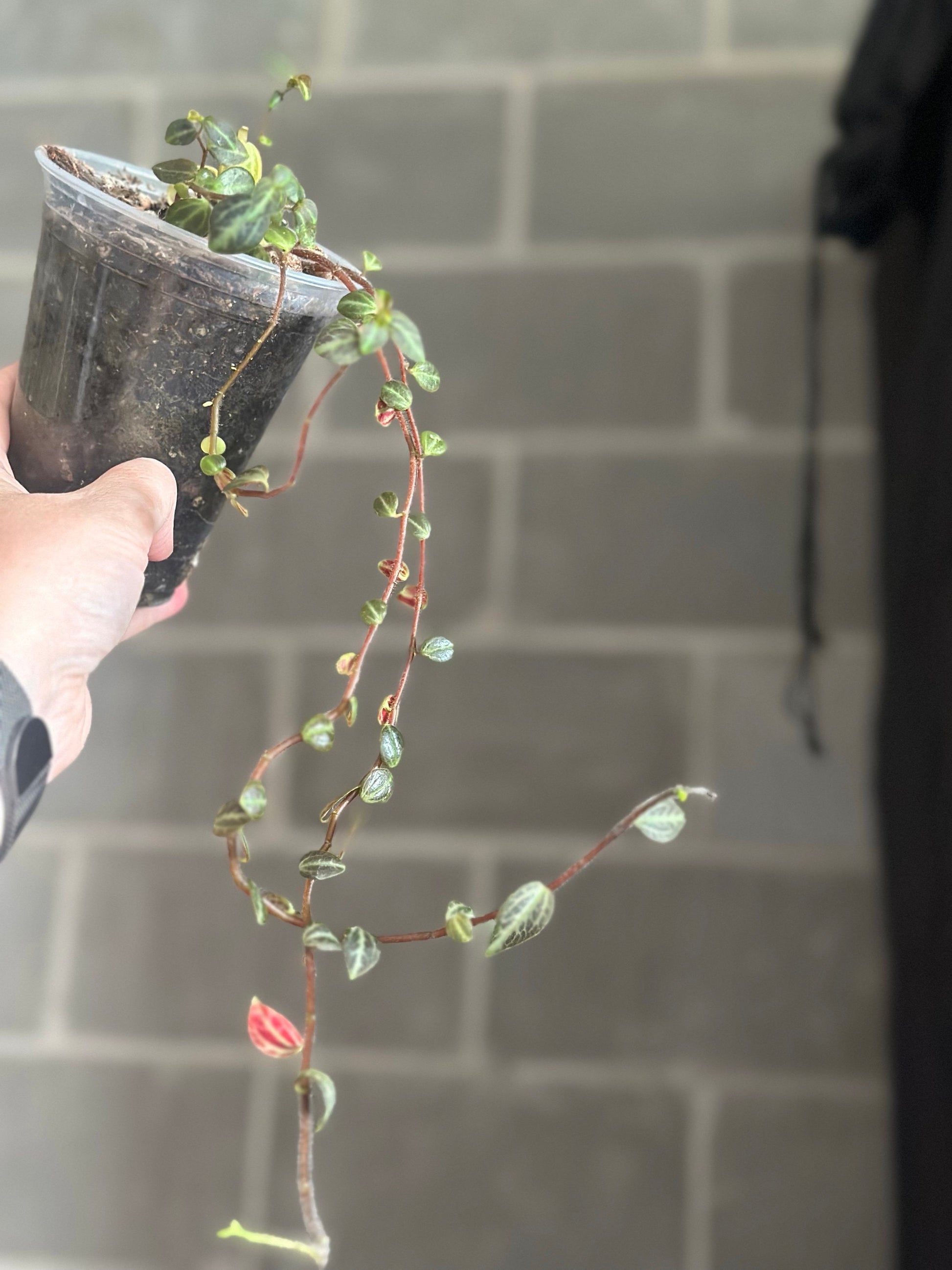 Peperomia trinervis “Bicolor Peperomia”