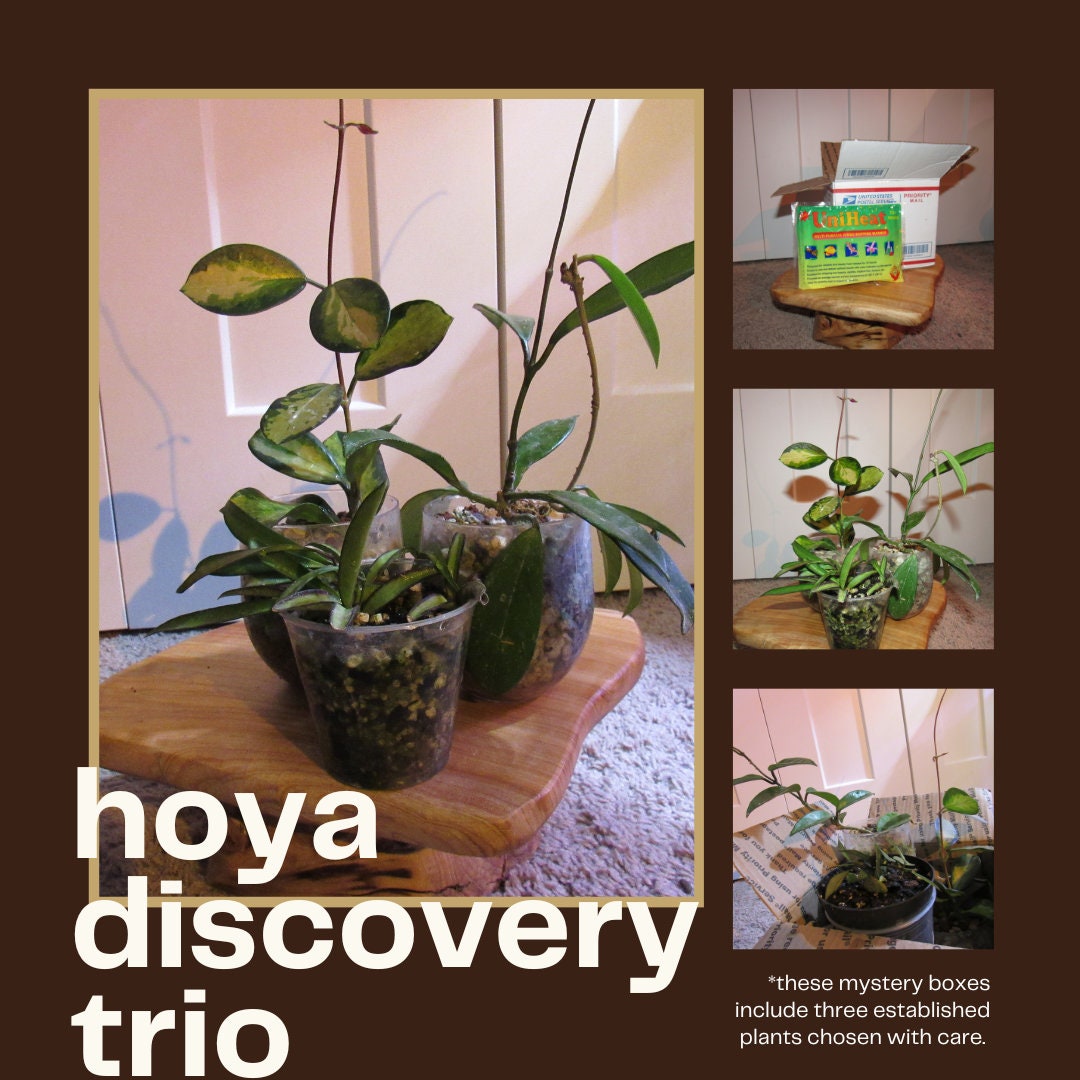 Houseplant Discovery Trio - Mystery Plant Bundle - Aroid, Hoya & Mystery Gift Boxes