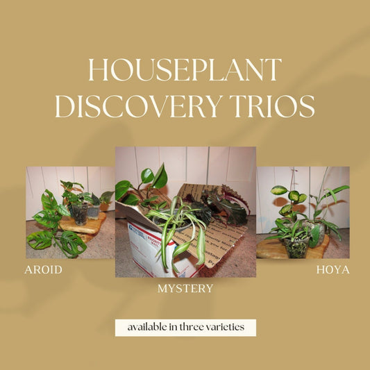 Houseplant Discovery Trio - Mystery Plant Bundle - Aroid, Hoya & Mystery Gift Boxes