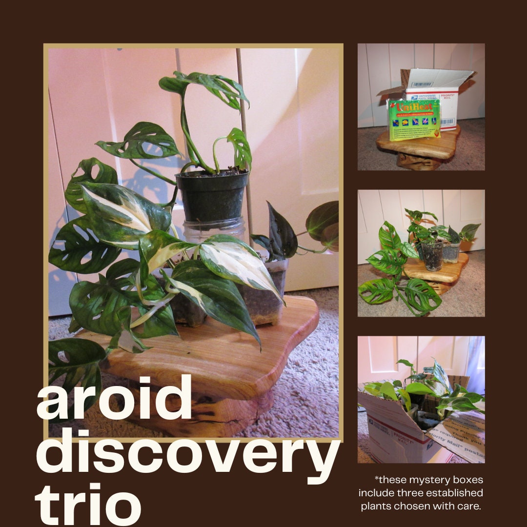 Houseplant Discovery Trio - Mystery Plant Bundle - Aroid, Hoya & Mystery Gift Boxes