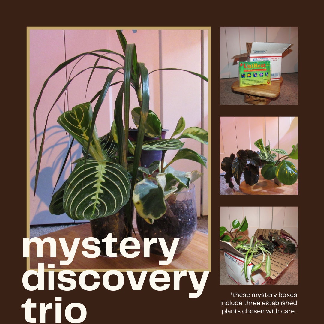 Houseplant Discovery Trio - Mystery Plant Bundle - Aroid, Hoya & Mystery Gift Boxes