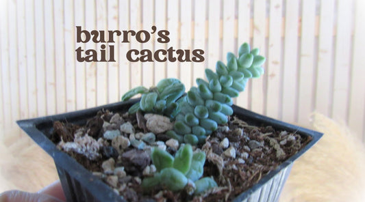 Burro's tail cactus - Sedum morganianum