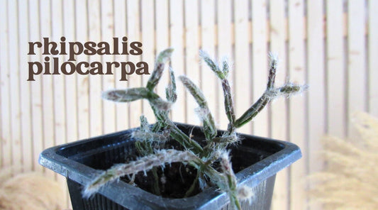 Rhipsalis pilocarpa - 'Hairy Rhipsalis'