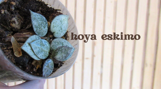 Hoya krohniana "Eskimo"