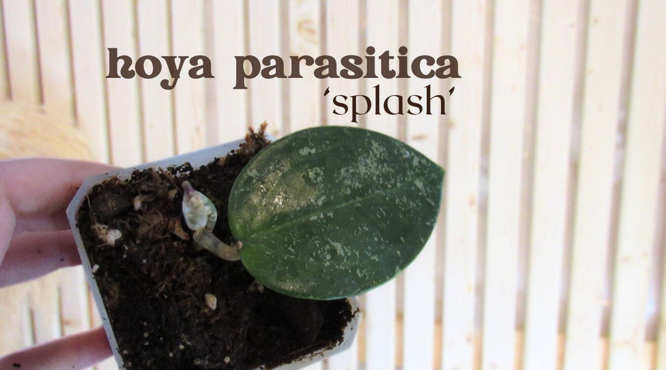 Hoya parasitica 'Splash'