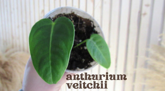 Anthurium veitchii - King Anthurium