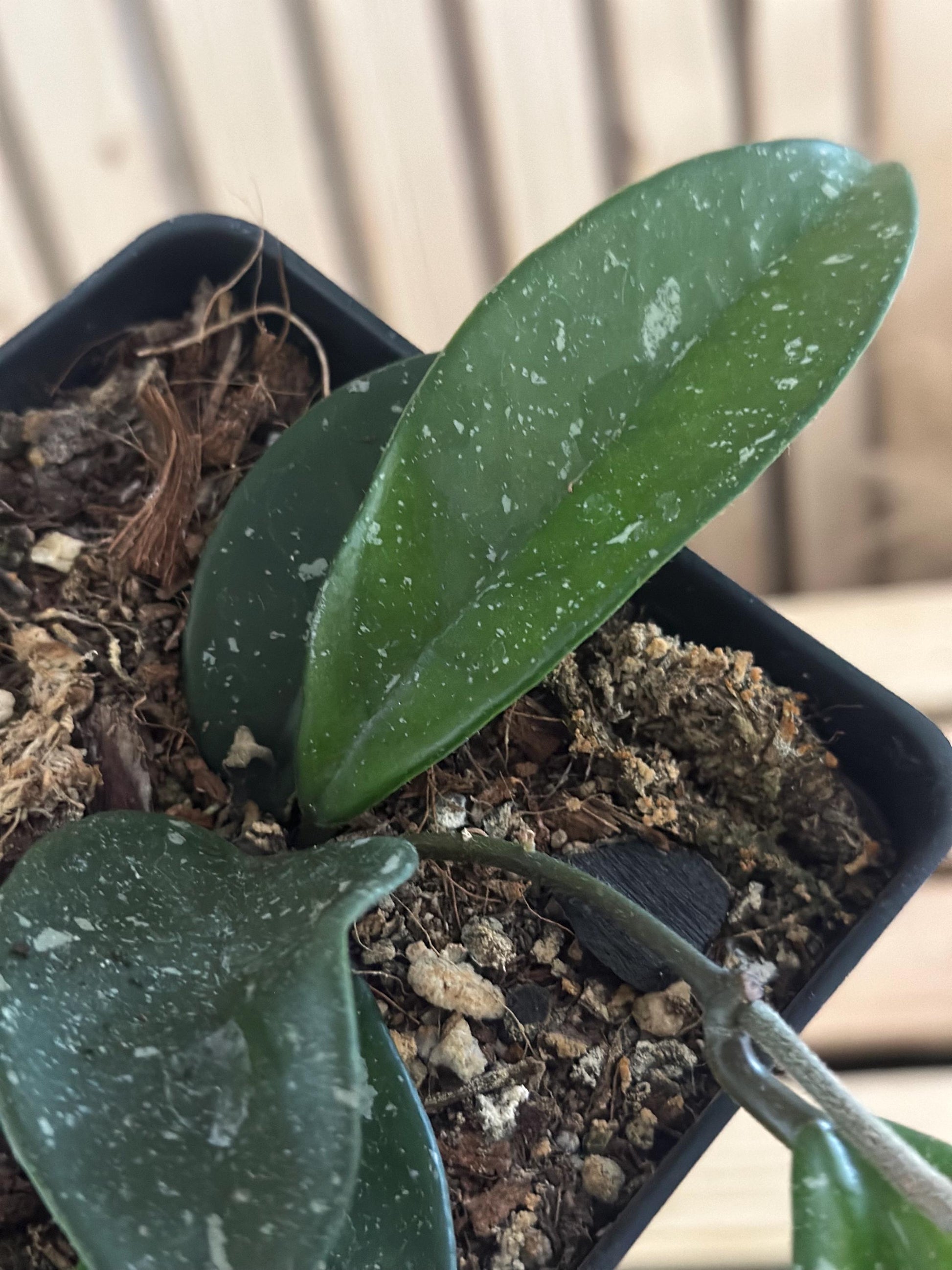 Hoya “Dalton Henry” - Vining Wax Plant