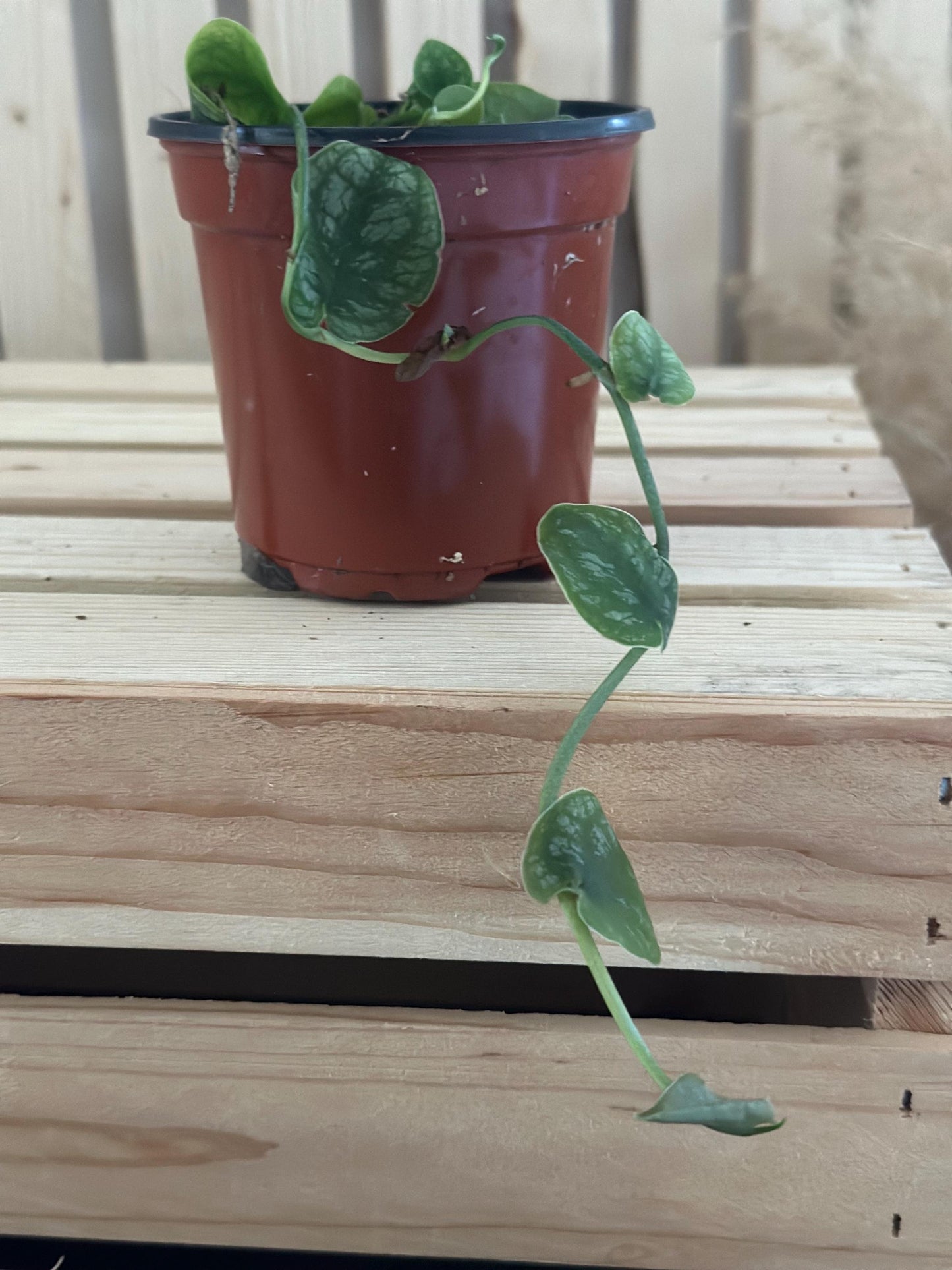 Monstera dubia - Shingling Aroid