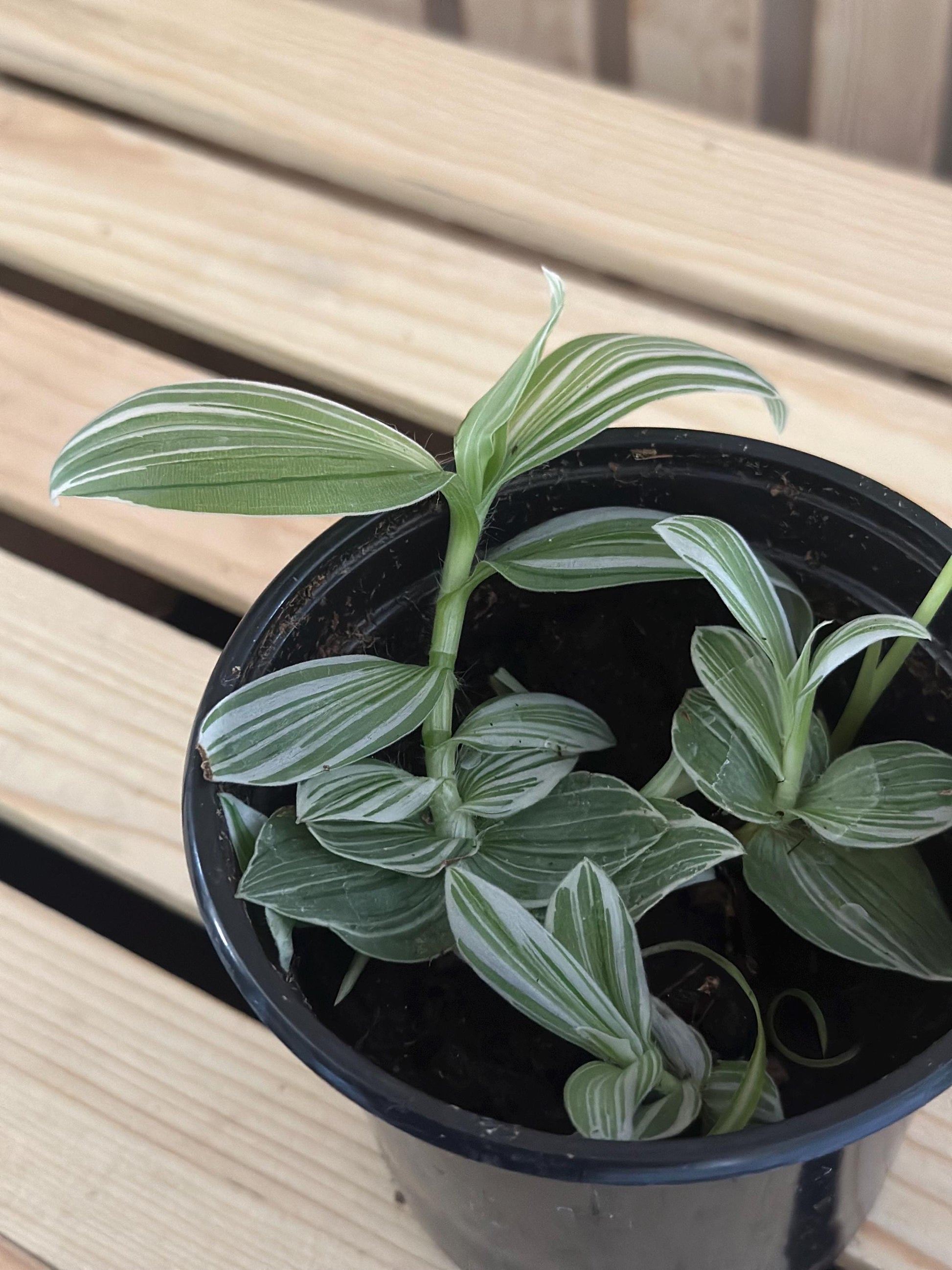 Tradescantia albiflora - White variegated striped live inch plant