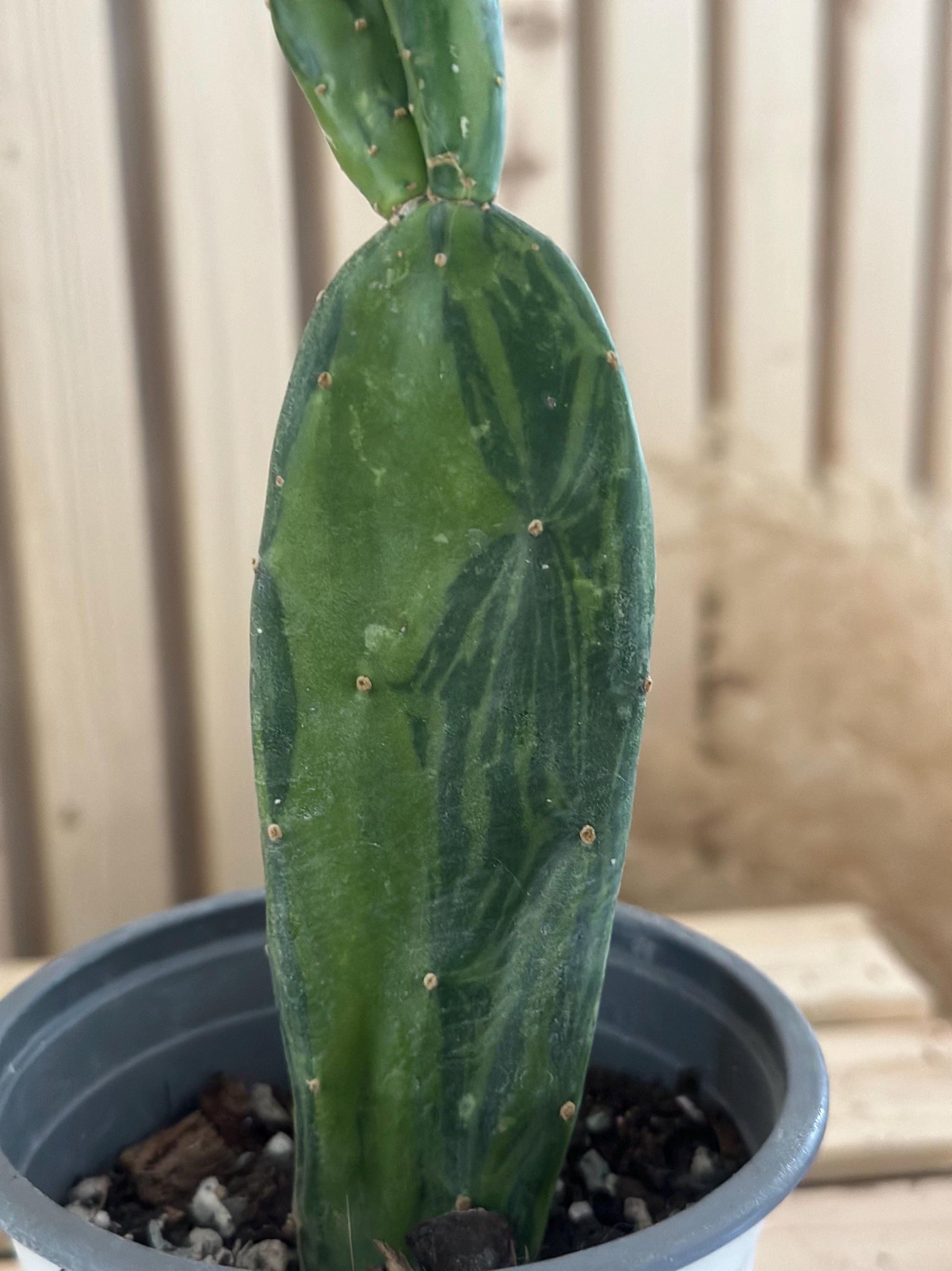 Opuntia cochenillifera - ‘Cochineal cactus’ - Spineless variegated prickly pear cactus